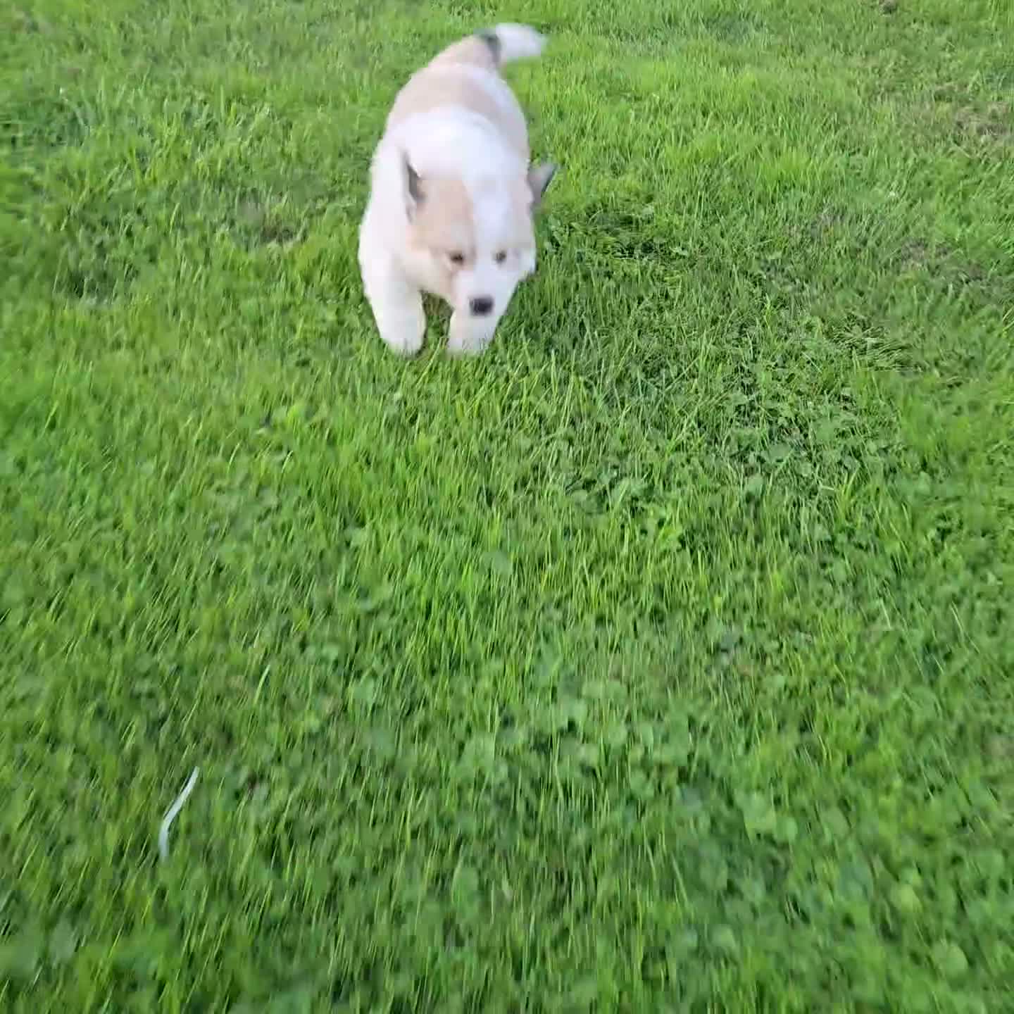 Great Pyrenees dogs for sale: Molly - Video 1