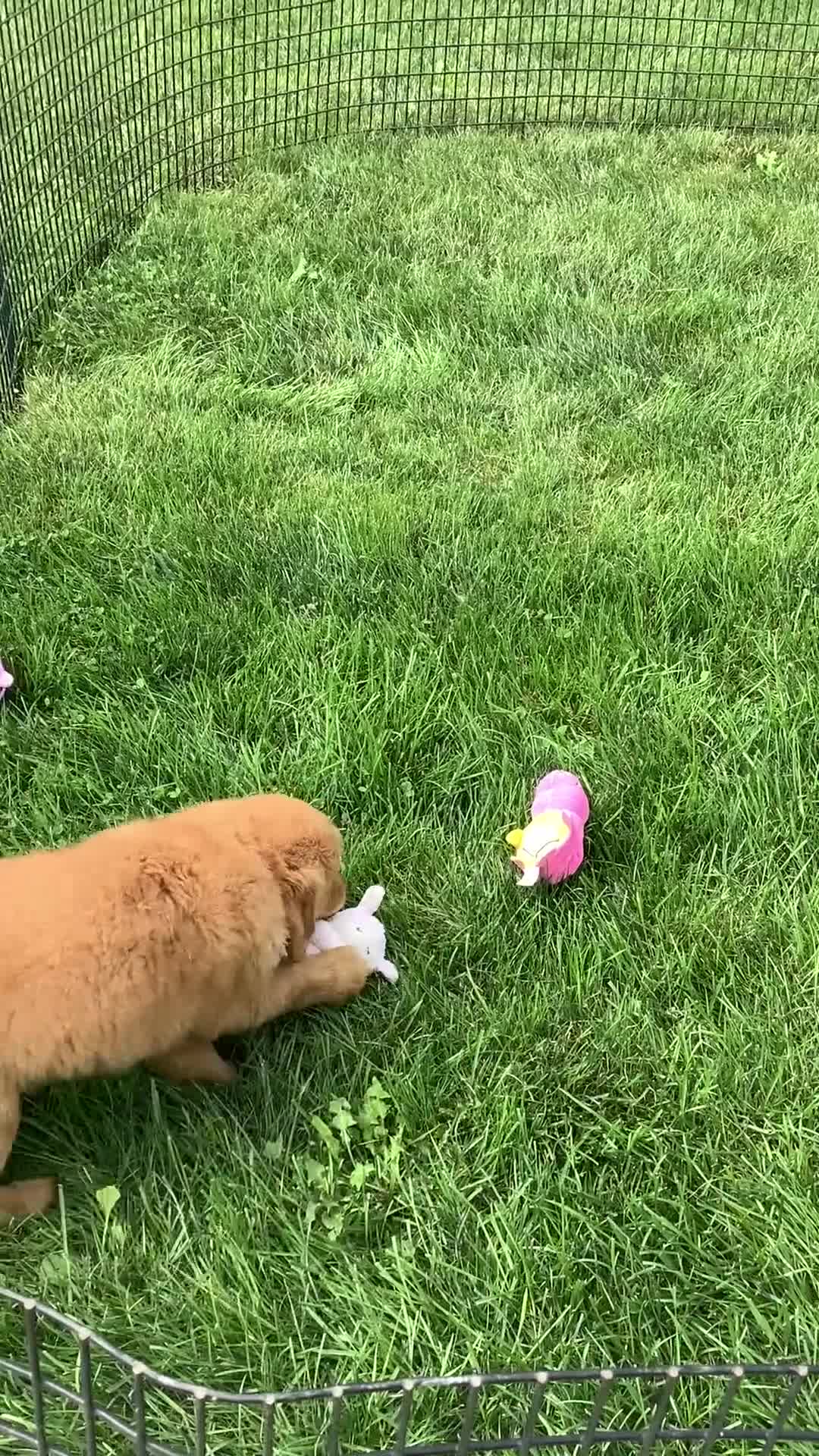 Golden Retriever dogs for sale: Golden Retriever 2 Sunshine  - Video 2