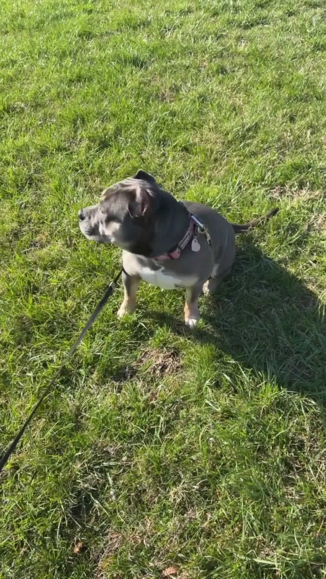 American Bully dogs for sale: American Bully Puppy 1 - Video 1