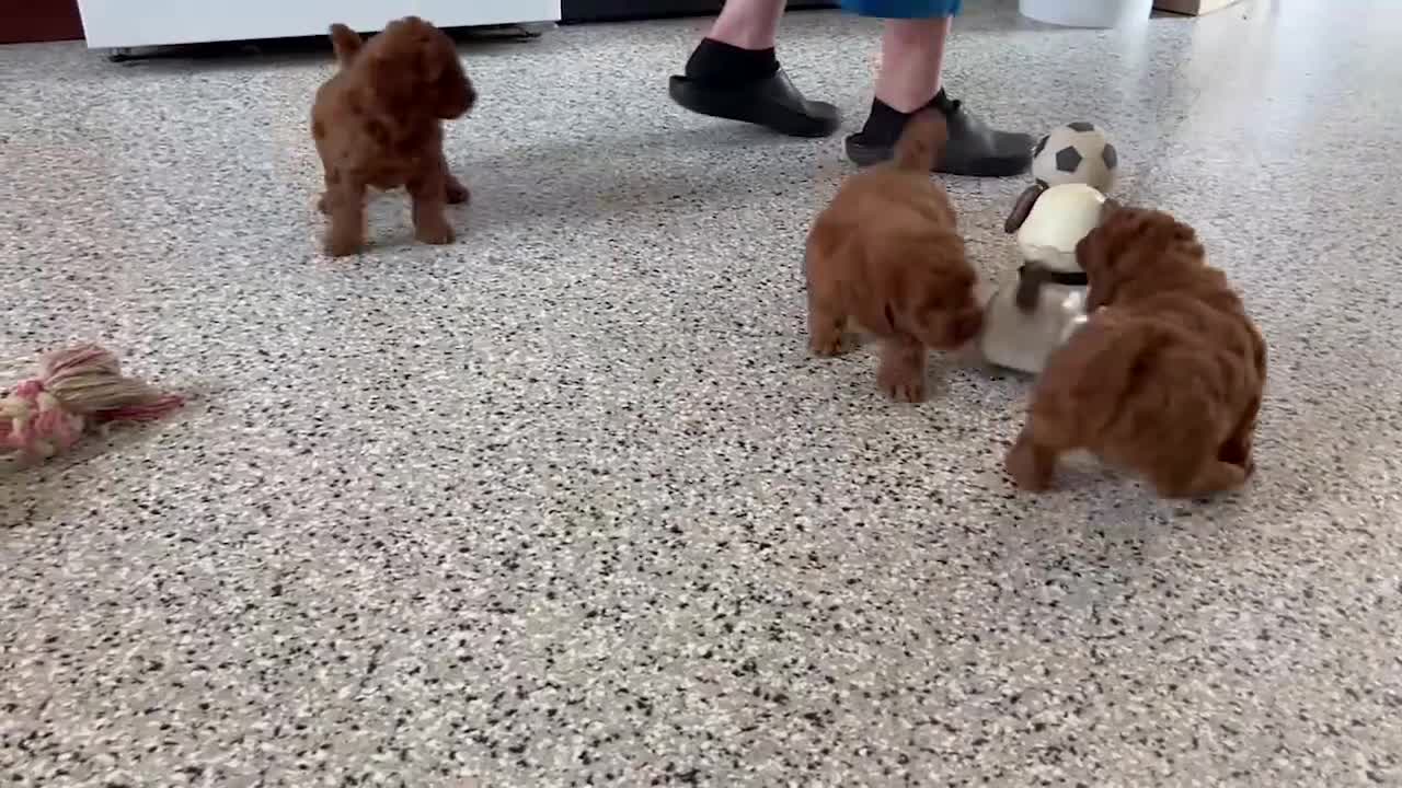 Cockapoo dogs for sale: Katie - Video 1