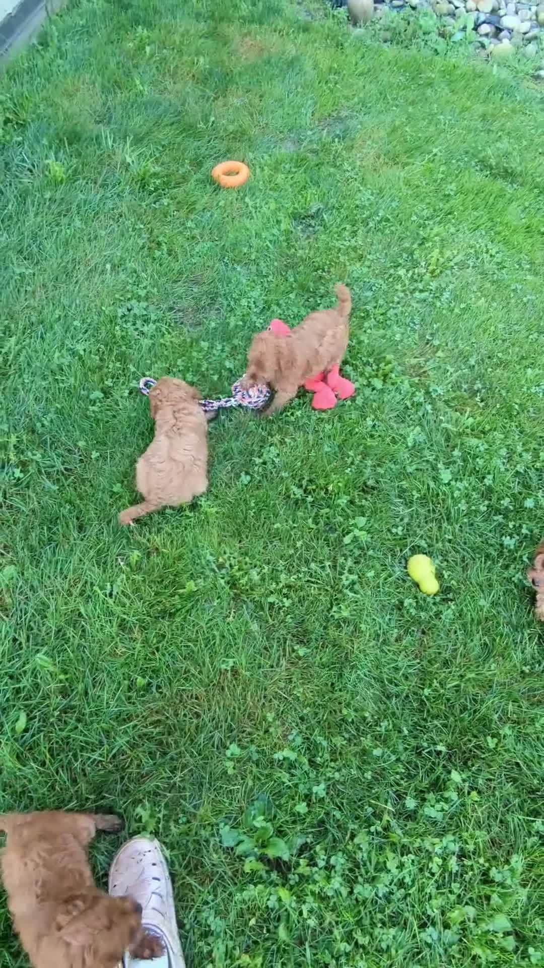 Cavapoo dogs for sale: Willow  - Video 1
