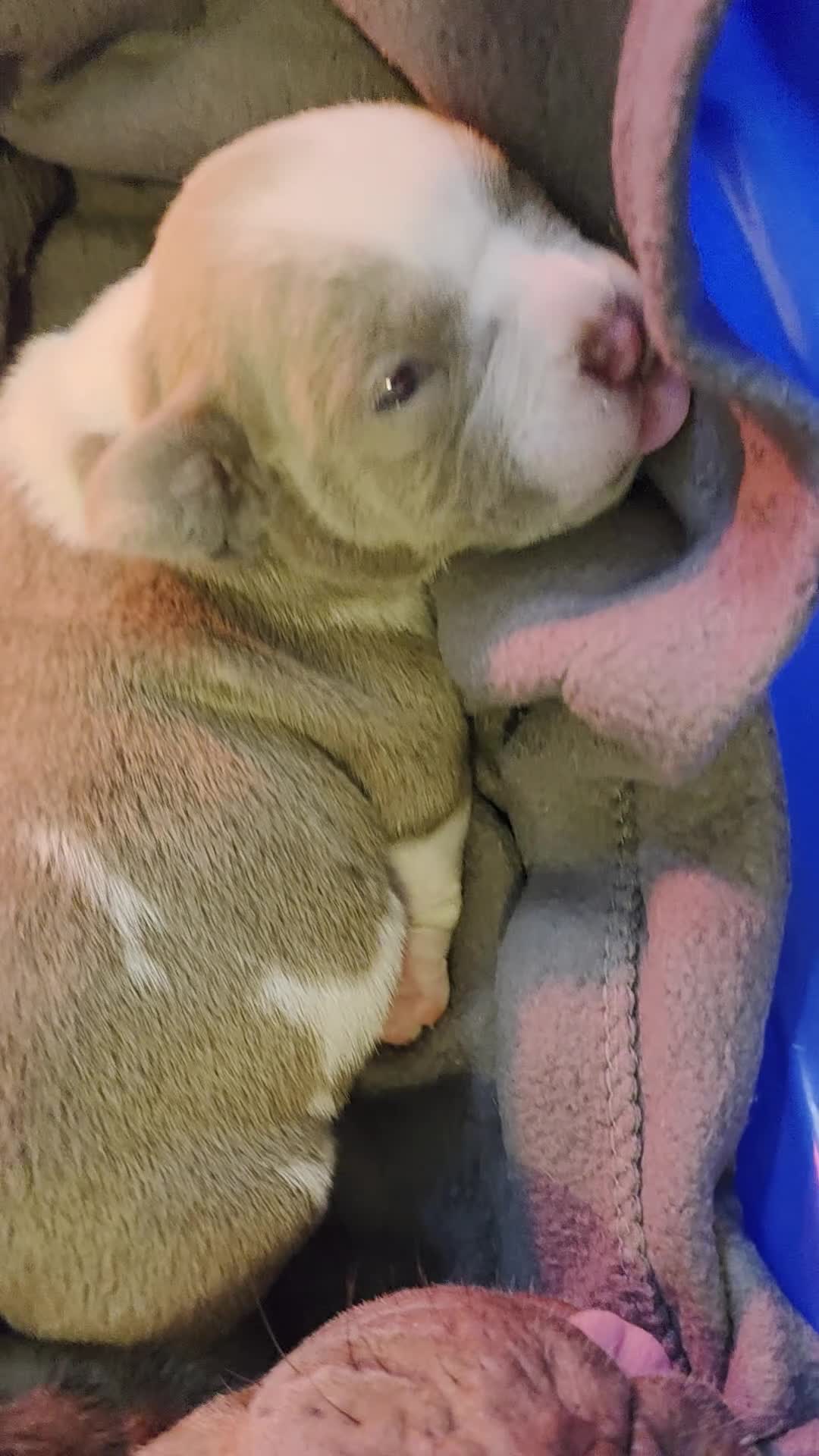 American Bully dogs for sale: American Bully 4 - Video 1