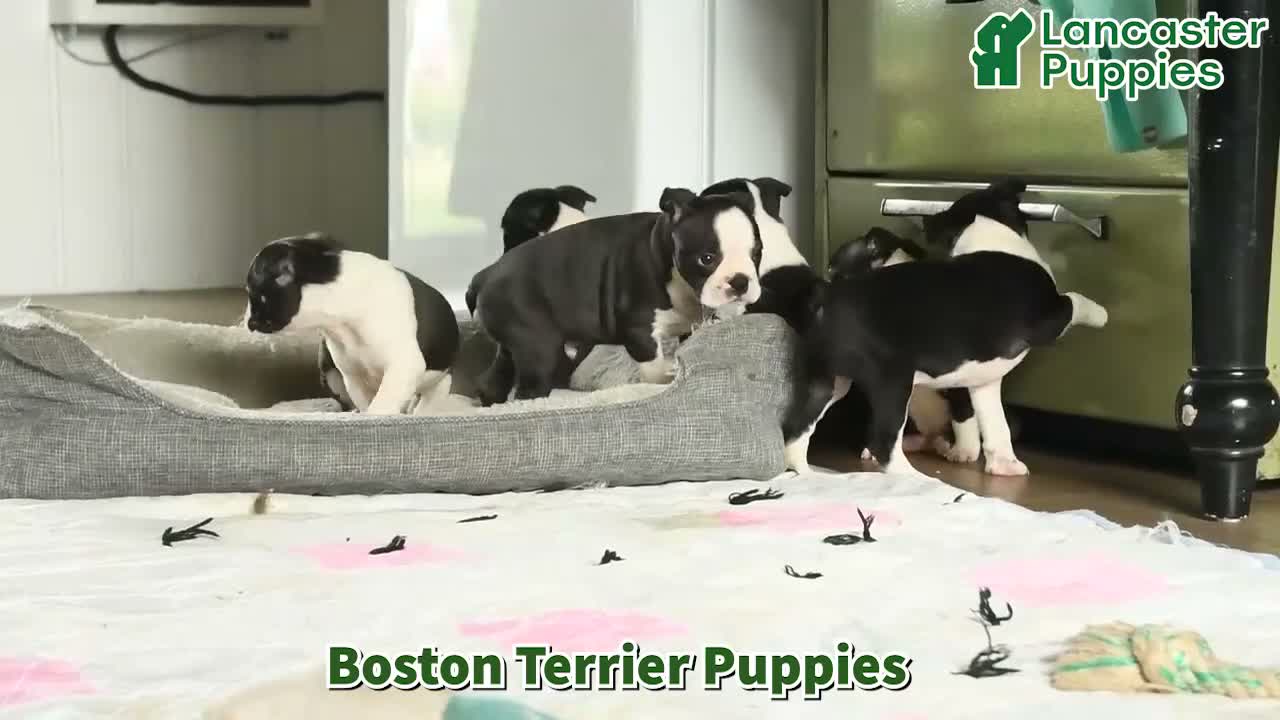 Boston Terrier dogs for sale: Derrik - Video 1