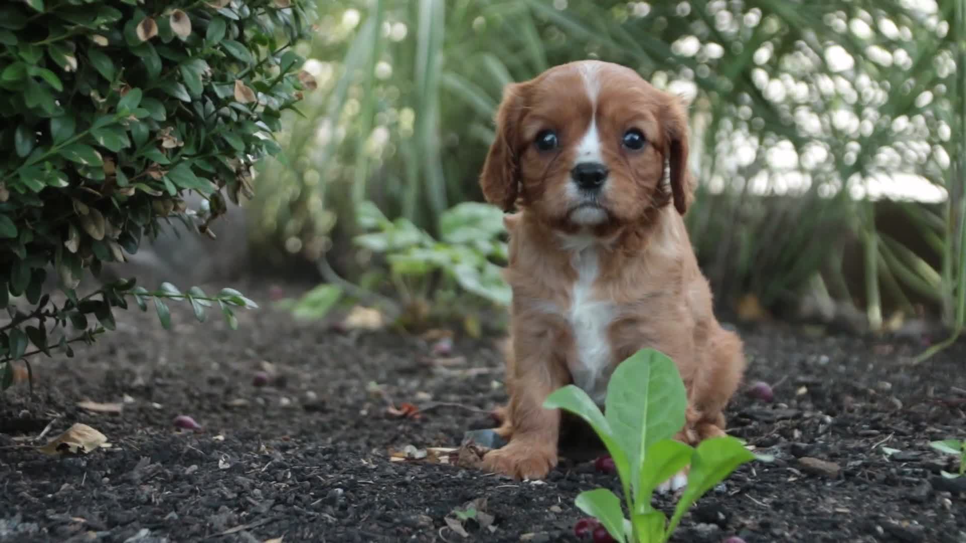 Cavalier King Charles Spaniel dogs for sale: Grace Cavalier King Charles Spaniel  - Video 1