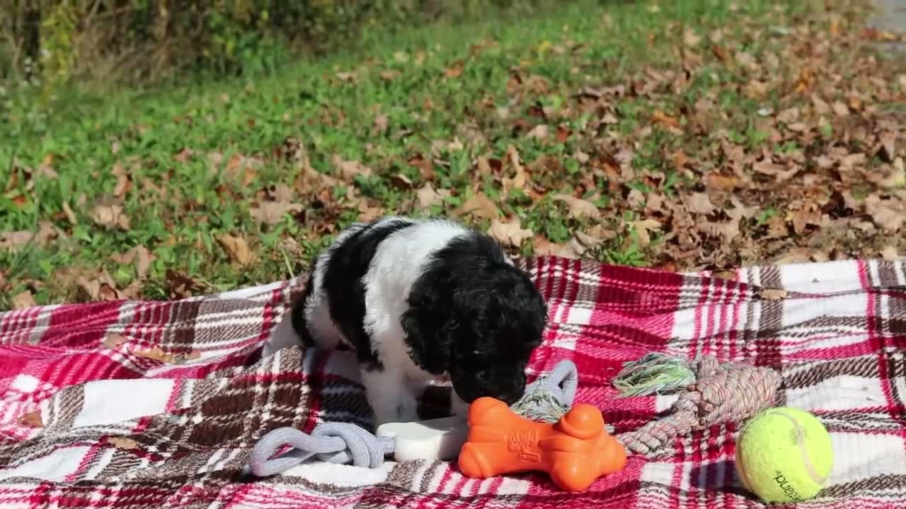 Miniature Poodle dogs for sale: Josie (AKC) - Video 1