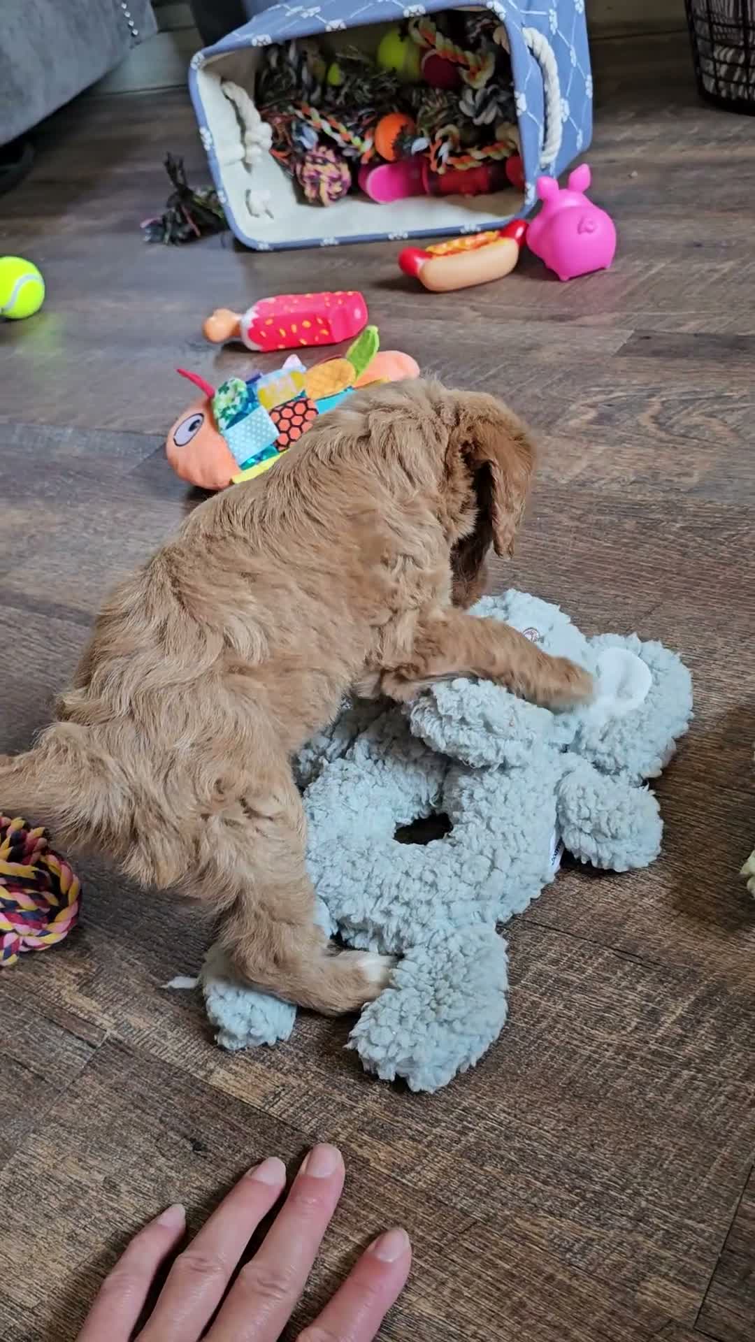 Cavapoo dogs for sale: Cavapoo 6 - Video 1