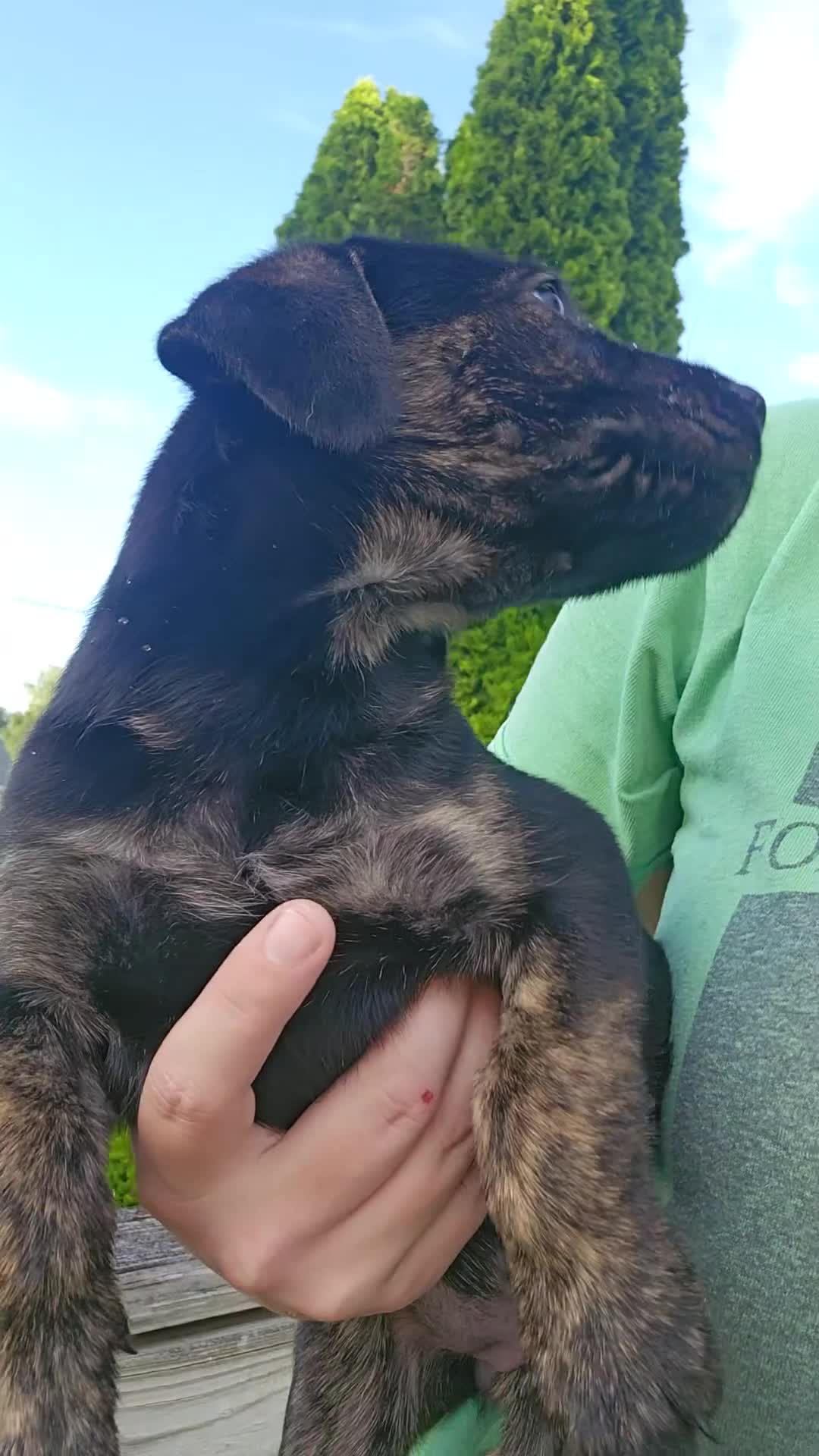 Mixed Breed dogs for sale: The group  - Video 2