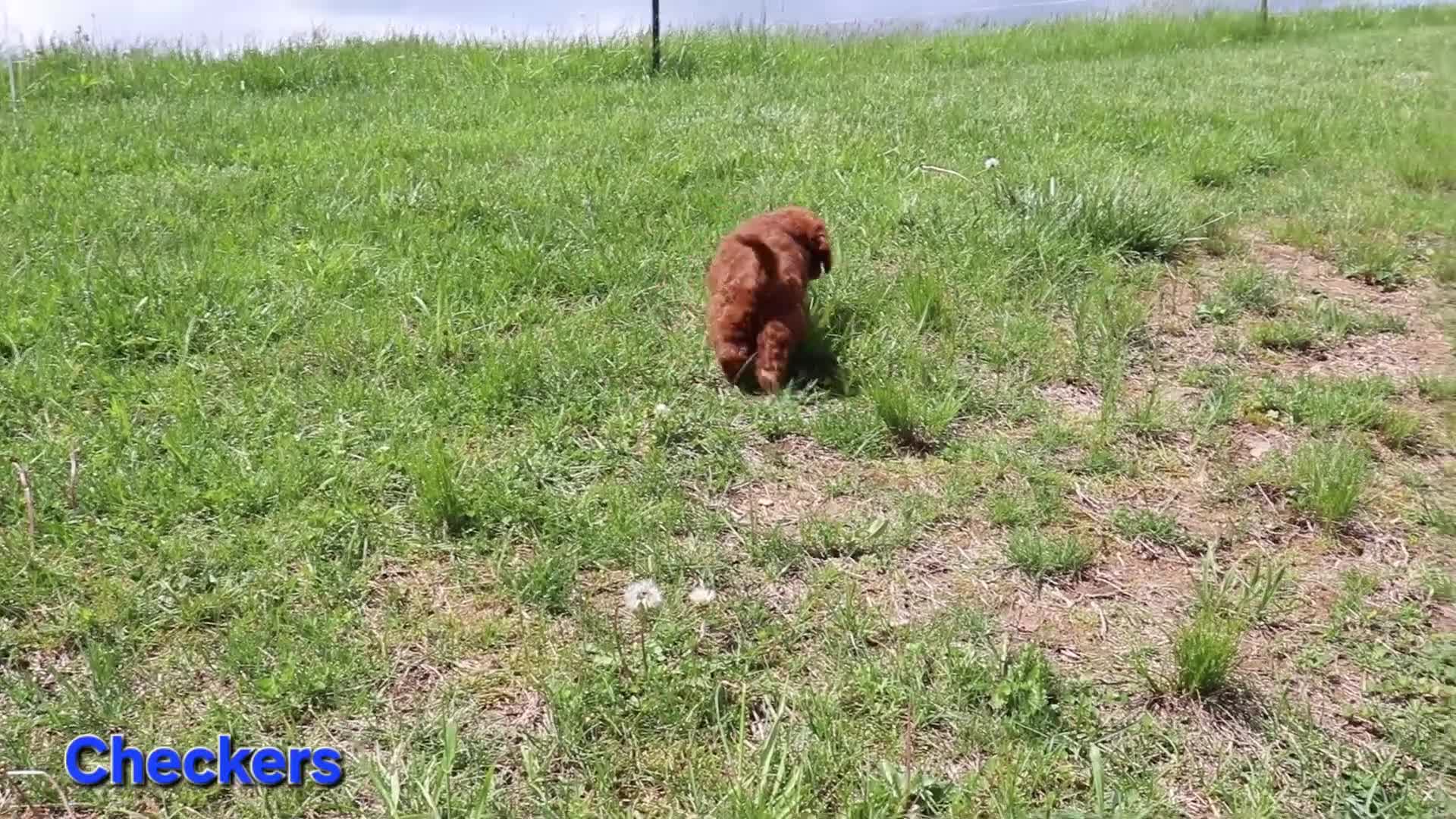 Cavapoo dogs for sale: Checkers  - Video 1