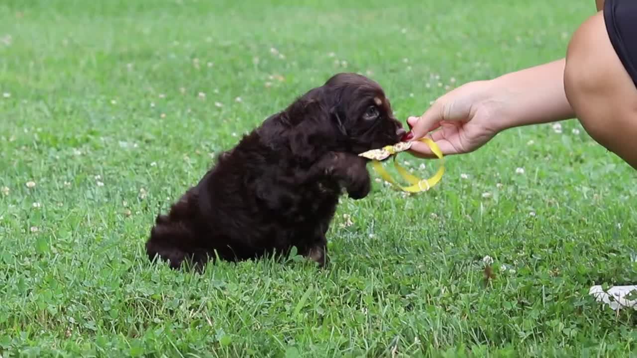 Cocker Spaniel dogs for sale: Lincoln - Video 1