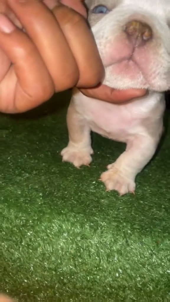 American Bully dogs for sale: Merle Male #1  - Video 1