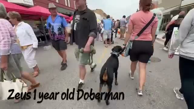 Doberman Pinscher dogs for sale: Doberman Pinscher 1 - Video 1