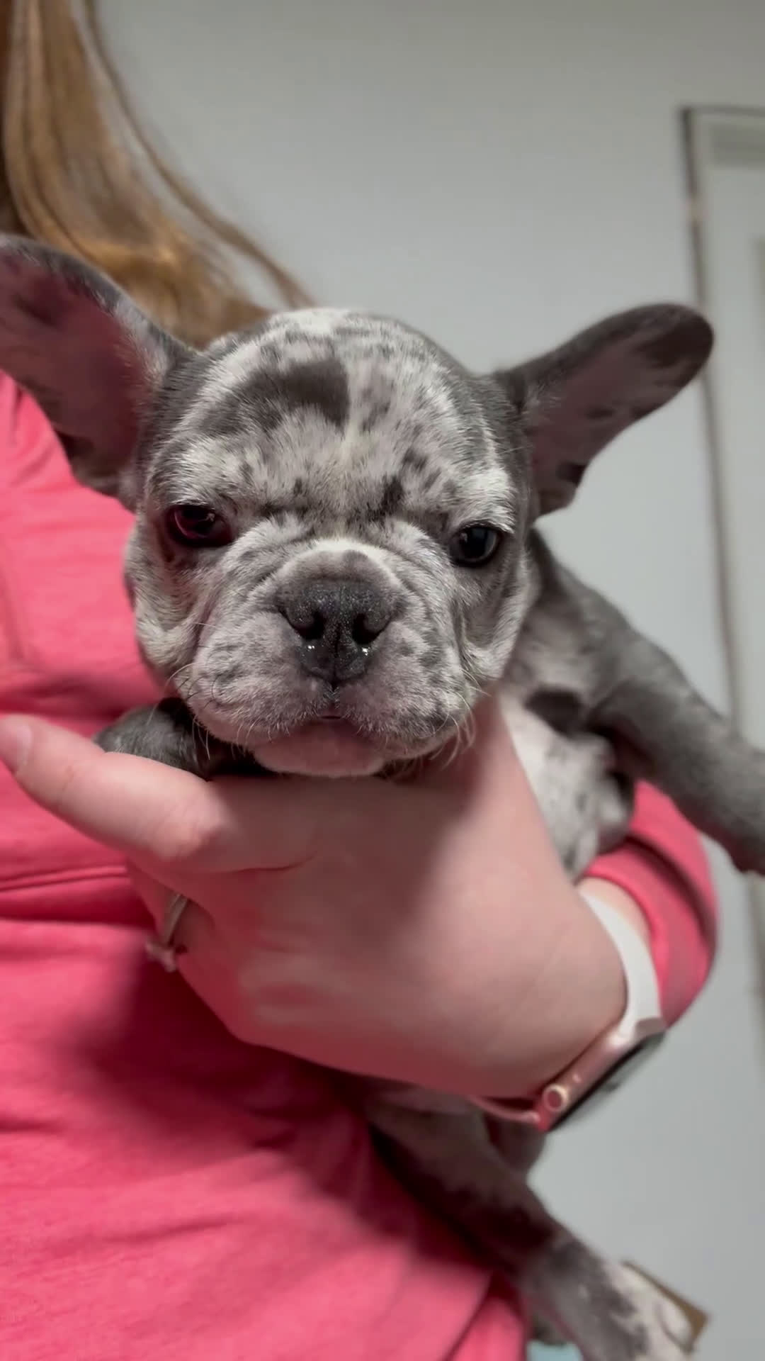 French Bulldog dogs for sale: Benny - Video 1