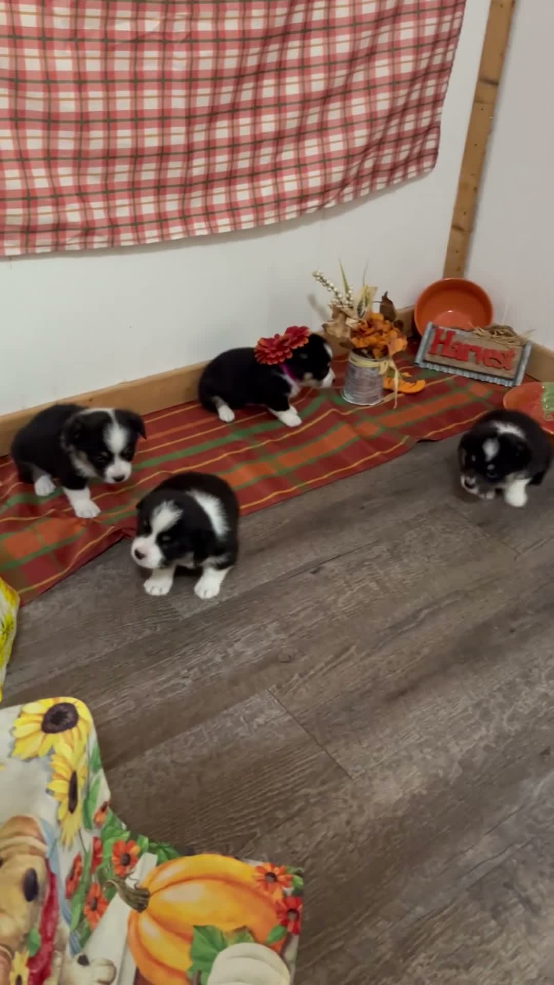 Welsh Corgi Pembroke dogs for sale: Welsh Corgi Pembroke 1 - Video 1