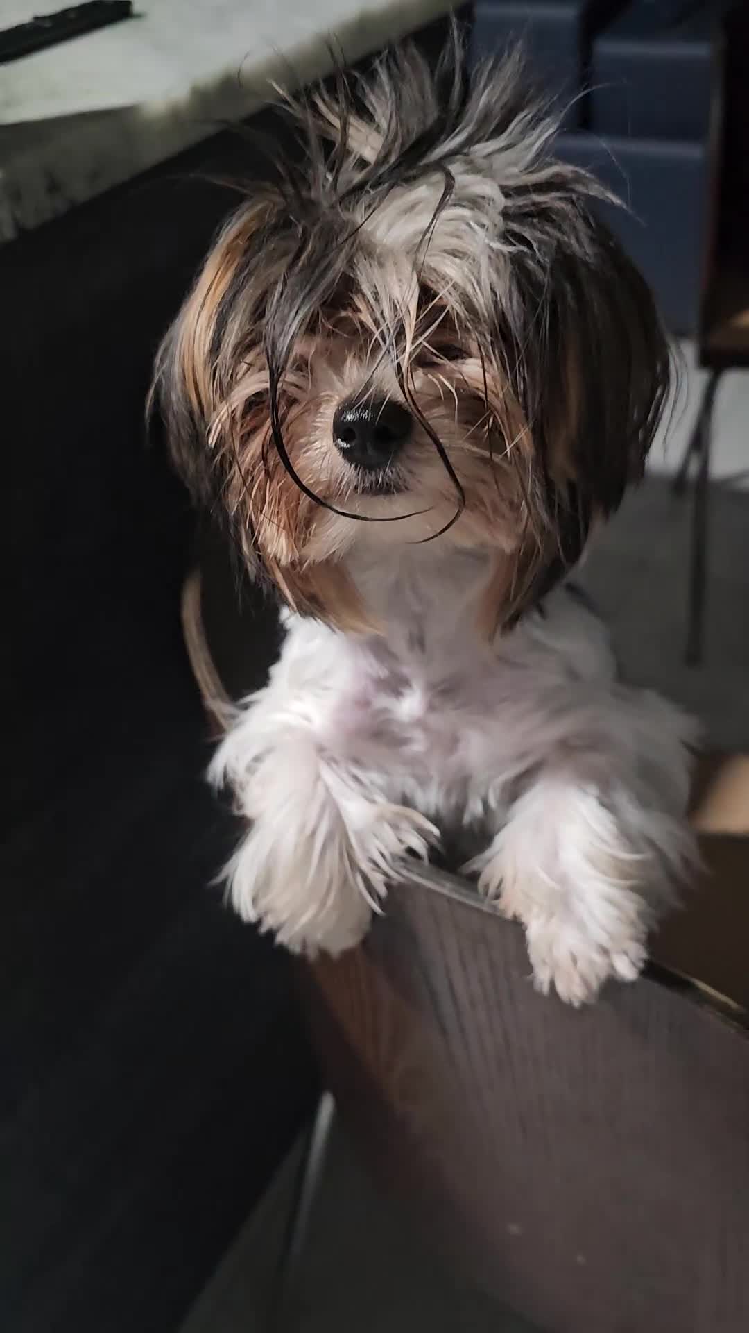 Biewer Terrier dogs for sale: Biewer Terrier Puppy 2 - Video 2