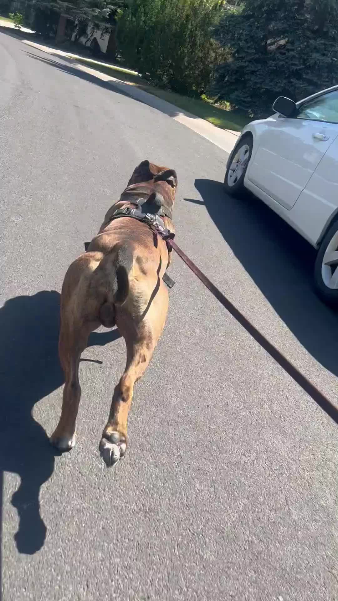 American Pit Bull Terrier dogs for stud: Sekhmet's Kennel - Video 1