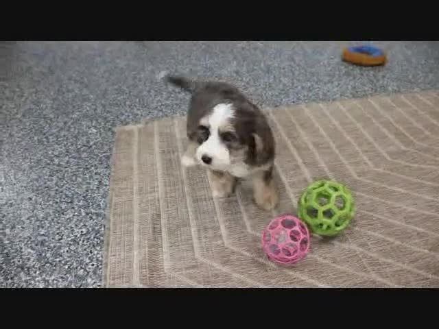 Mini Bernedoodle dogs for sale: Logan - Video 5