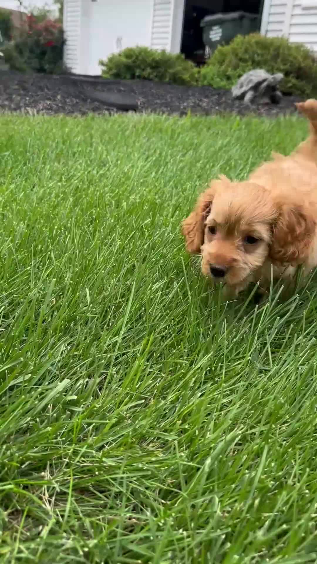 Cavapoo dogs for sale: Cavapoo 2 - Video 1