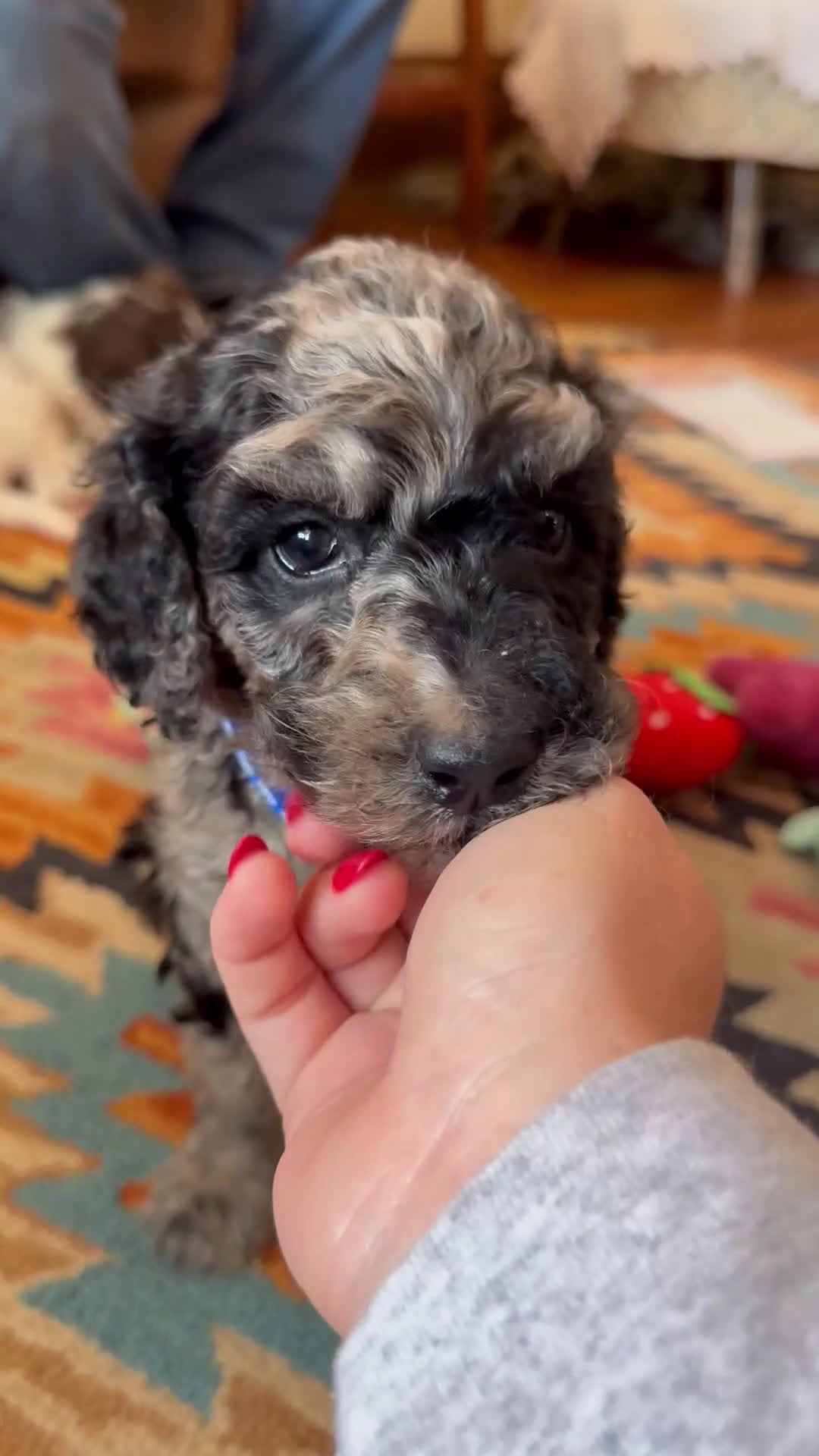 Mixed Breed dogs for sale: Patrick - Video 1