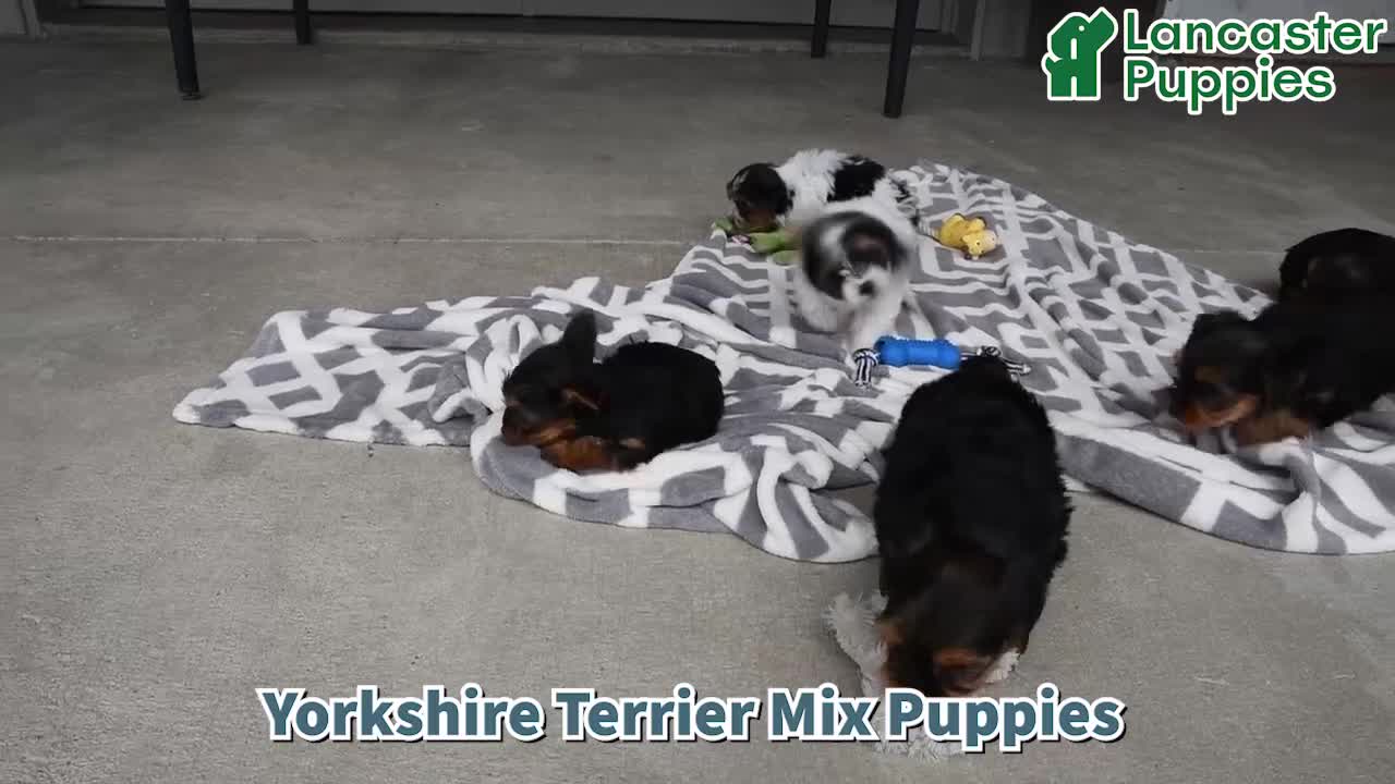 Mixed Breed dogs for sale: Amy - Video 1