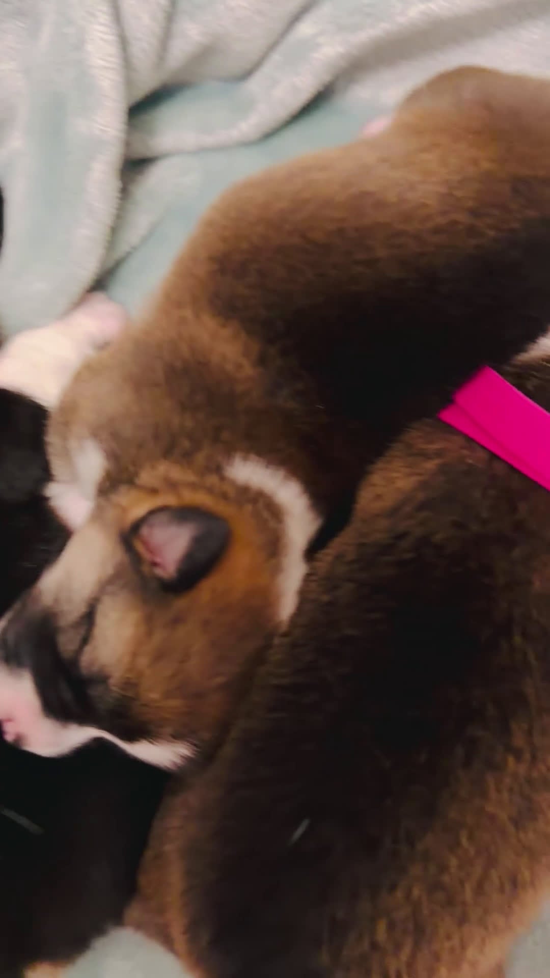 Welsh Corgi Pembroke dogs for sale: Welsh Corgi Pembroke Puppy purple collar  - Video 1