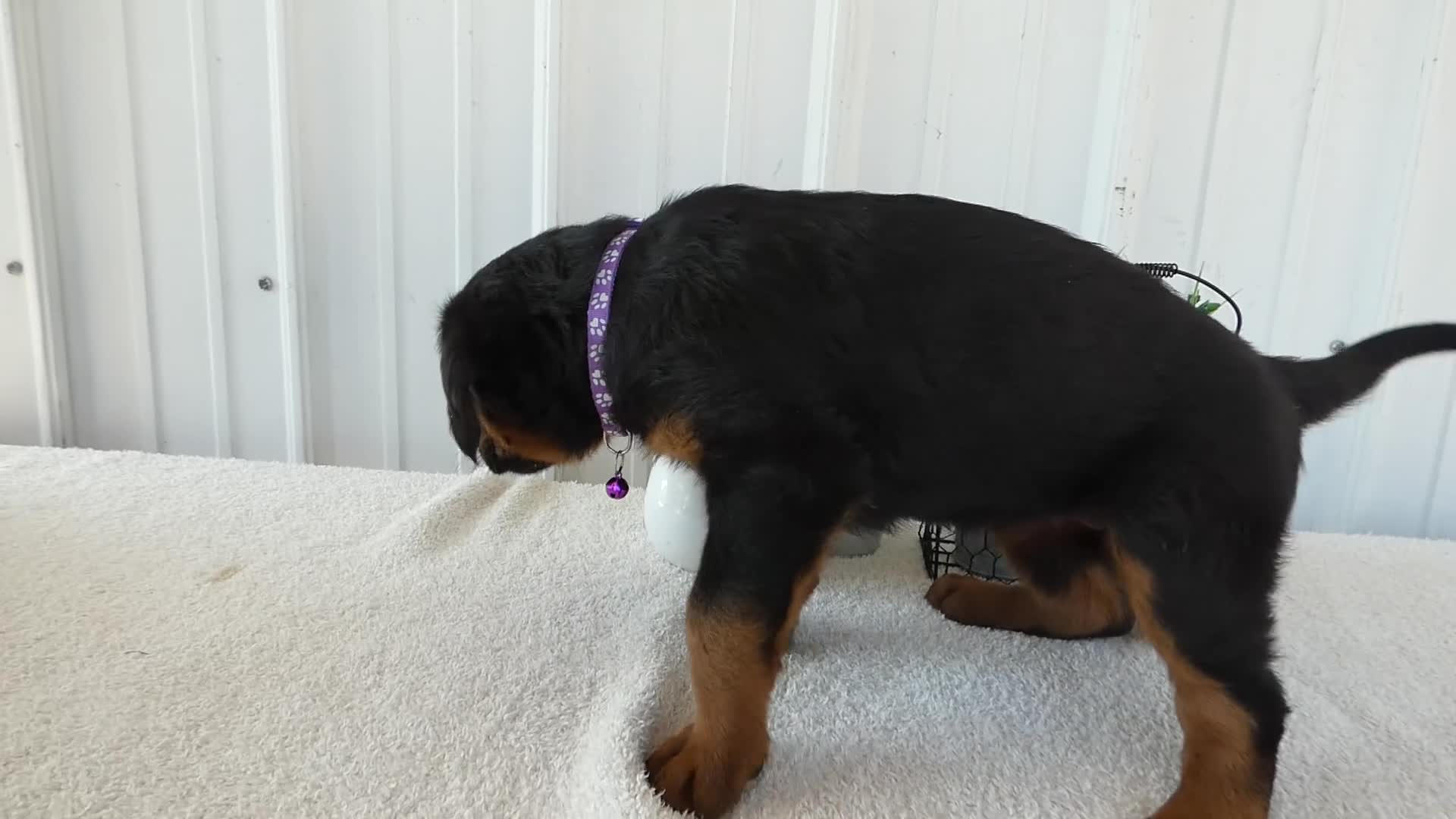 Mixed Breed dogs for sale: Mixed Breed 4 Chloe - Video 1