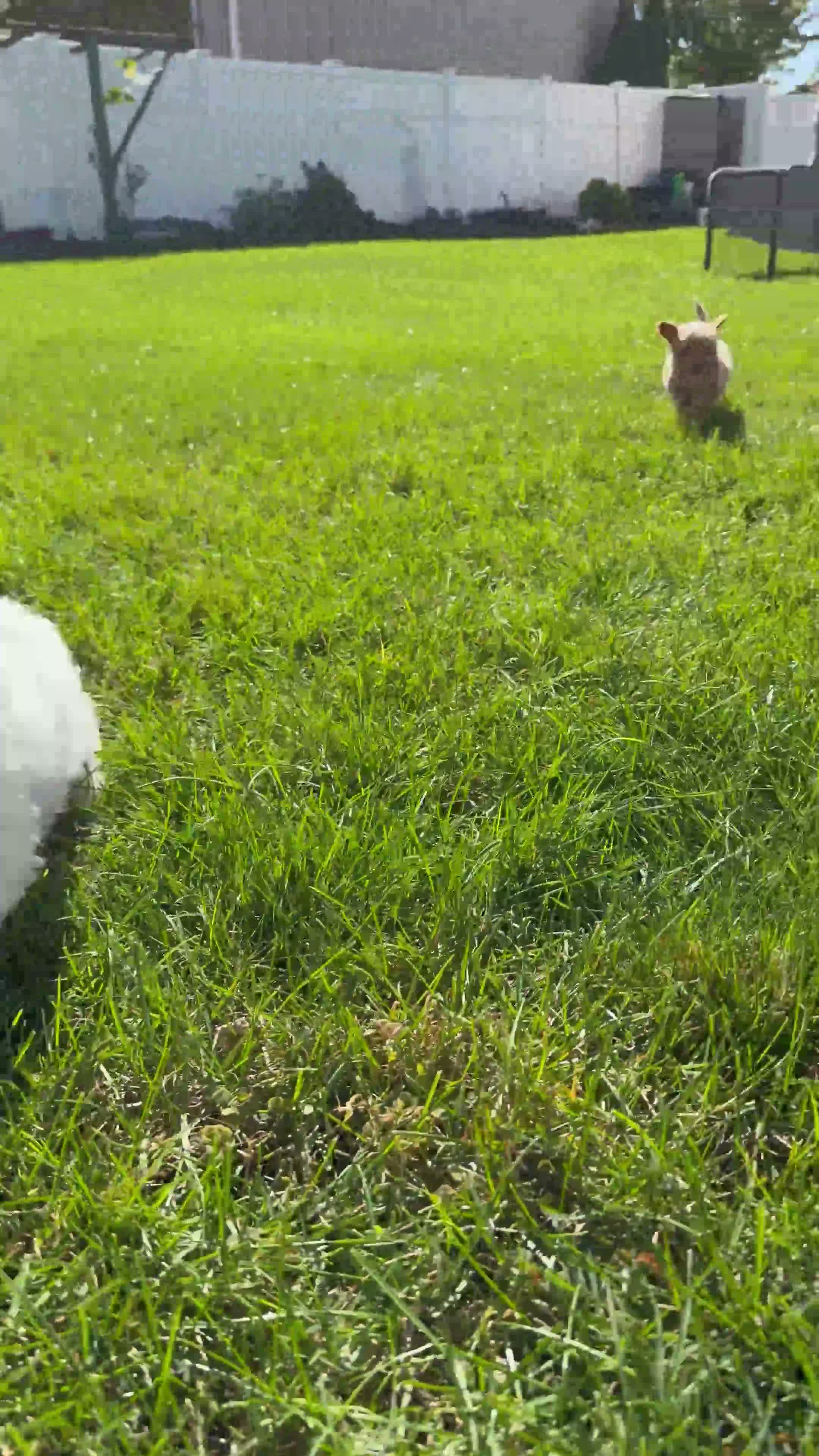 Bichpoo dogs for sale: Daisy - Video 1