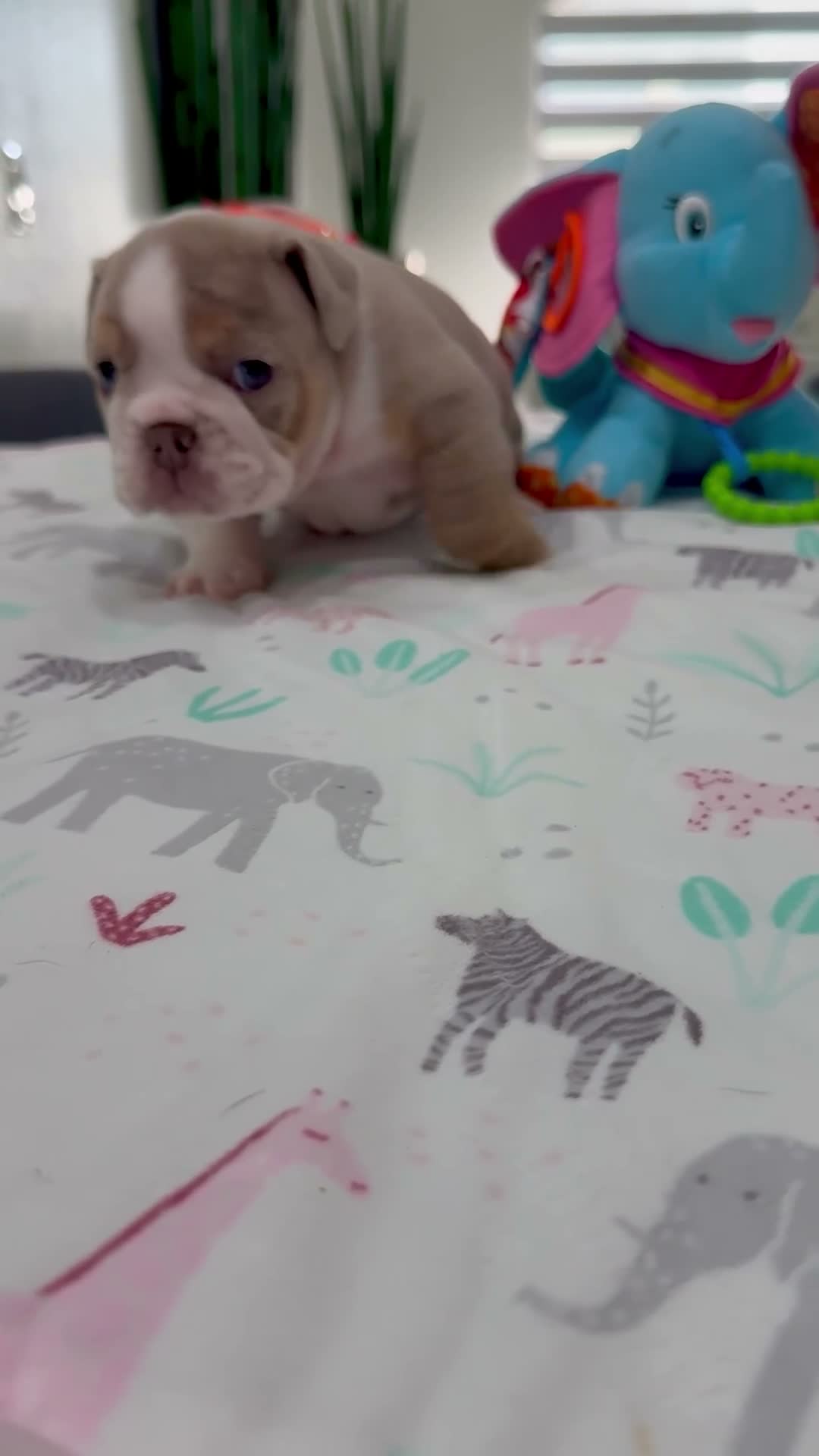 English Bulldog dogs for sale: Linda - Video 1
