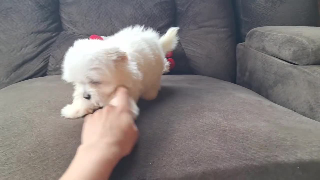 Maltese dogs for sale: Snowball - Video 2