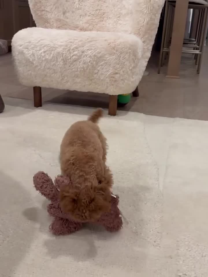 Toy Poodle dogs for sale: Meet Soso - Video 1
