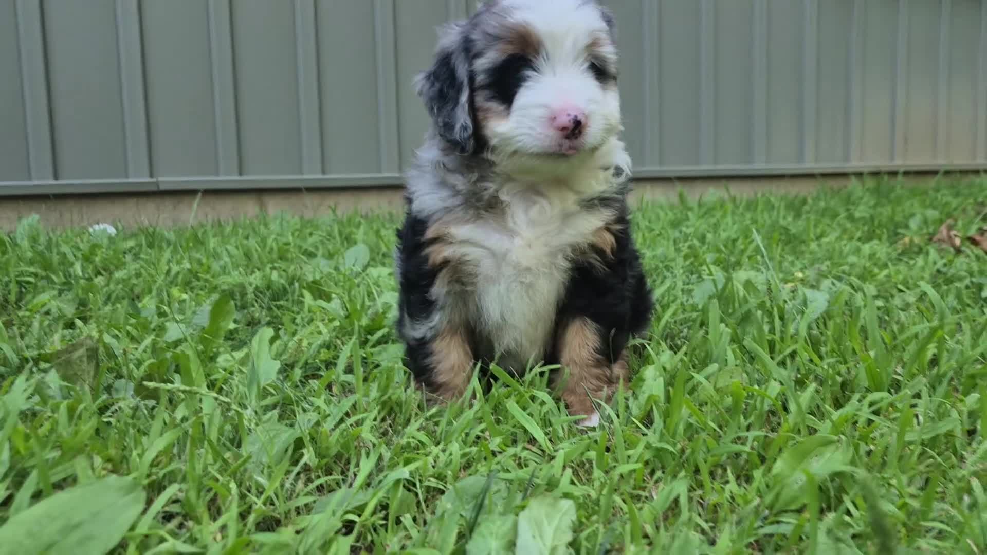Bernedoodle dogs for sale: Molly  - Video 1