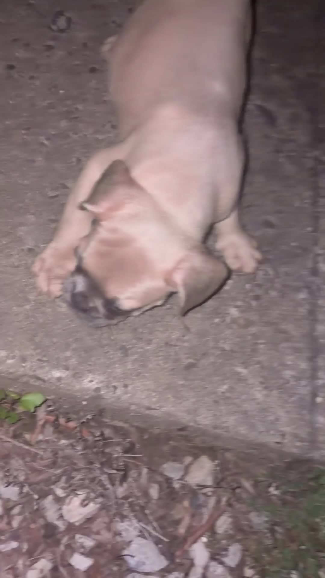 French Bulldog dogs for sale: Big boy - Video 2