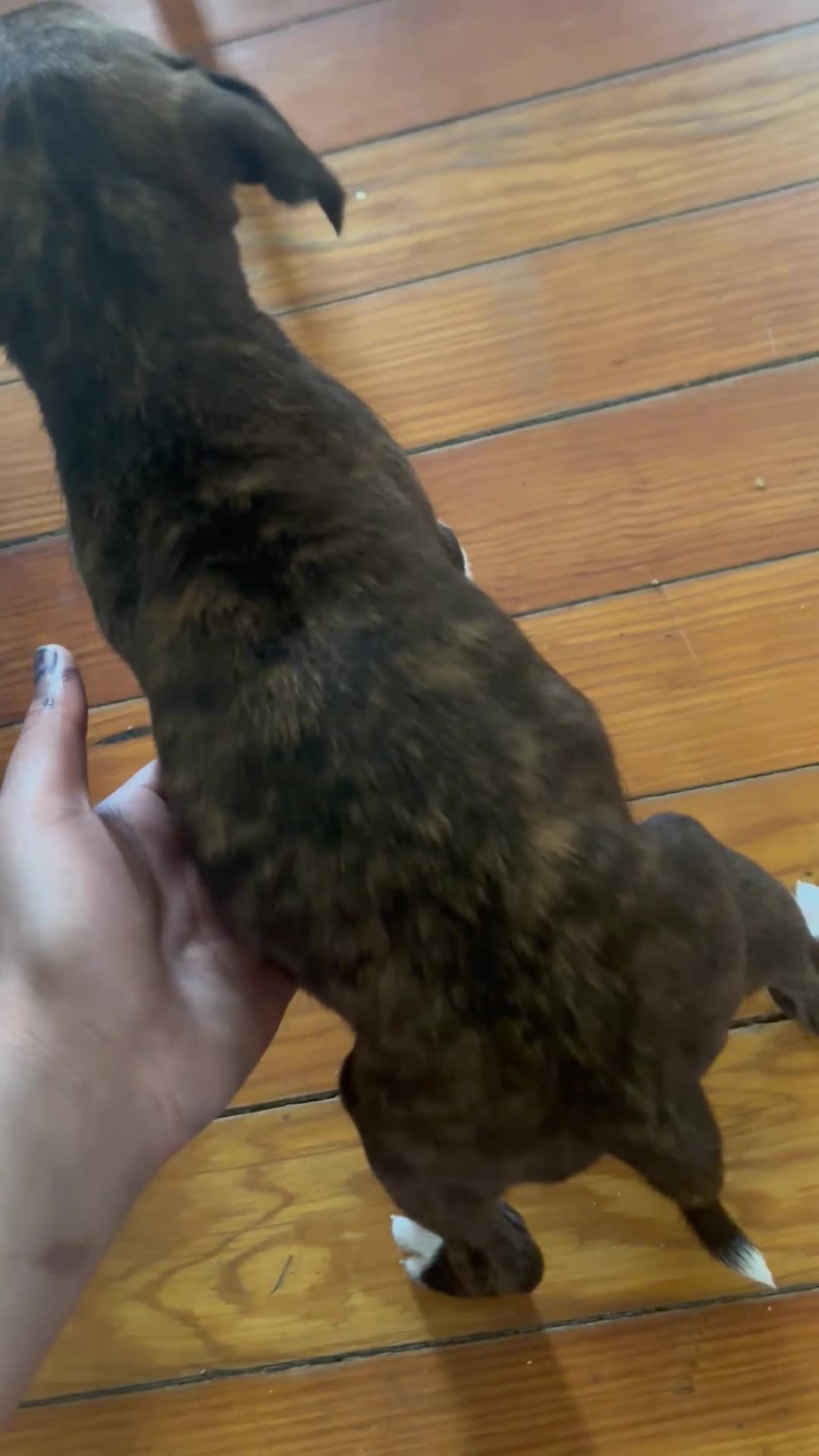 Mixed Breed dogs for sale: Mixed Breed Puppy 1 - Video 1