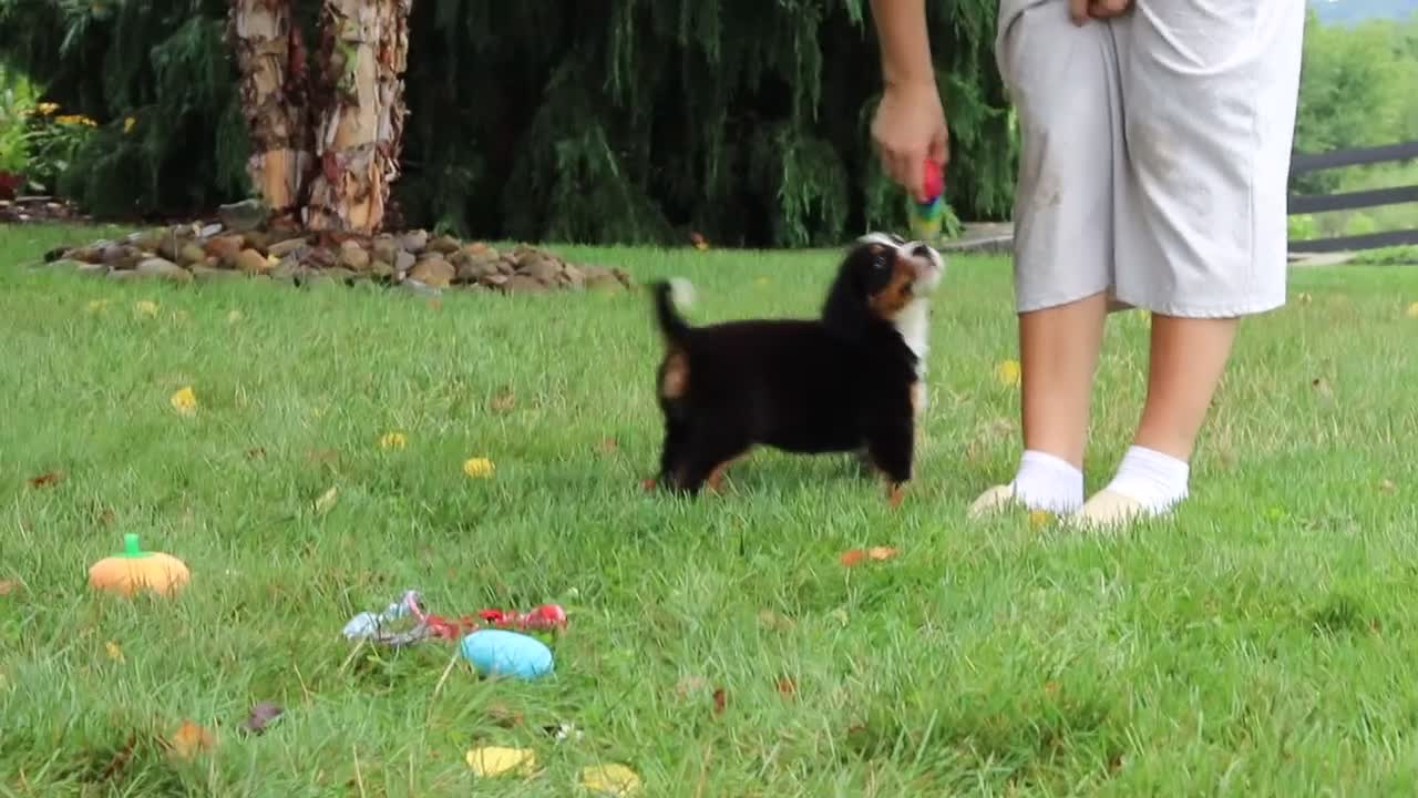 Bernese Mountain Dog dogs for sale: Theo - Video 1