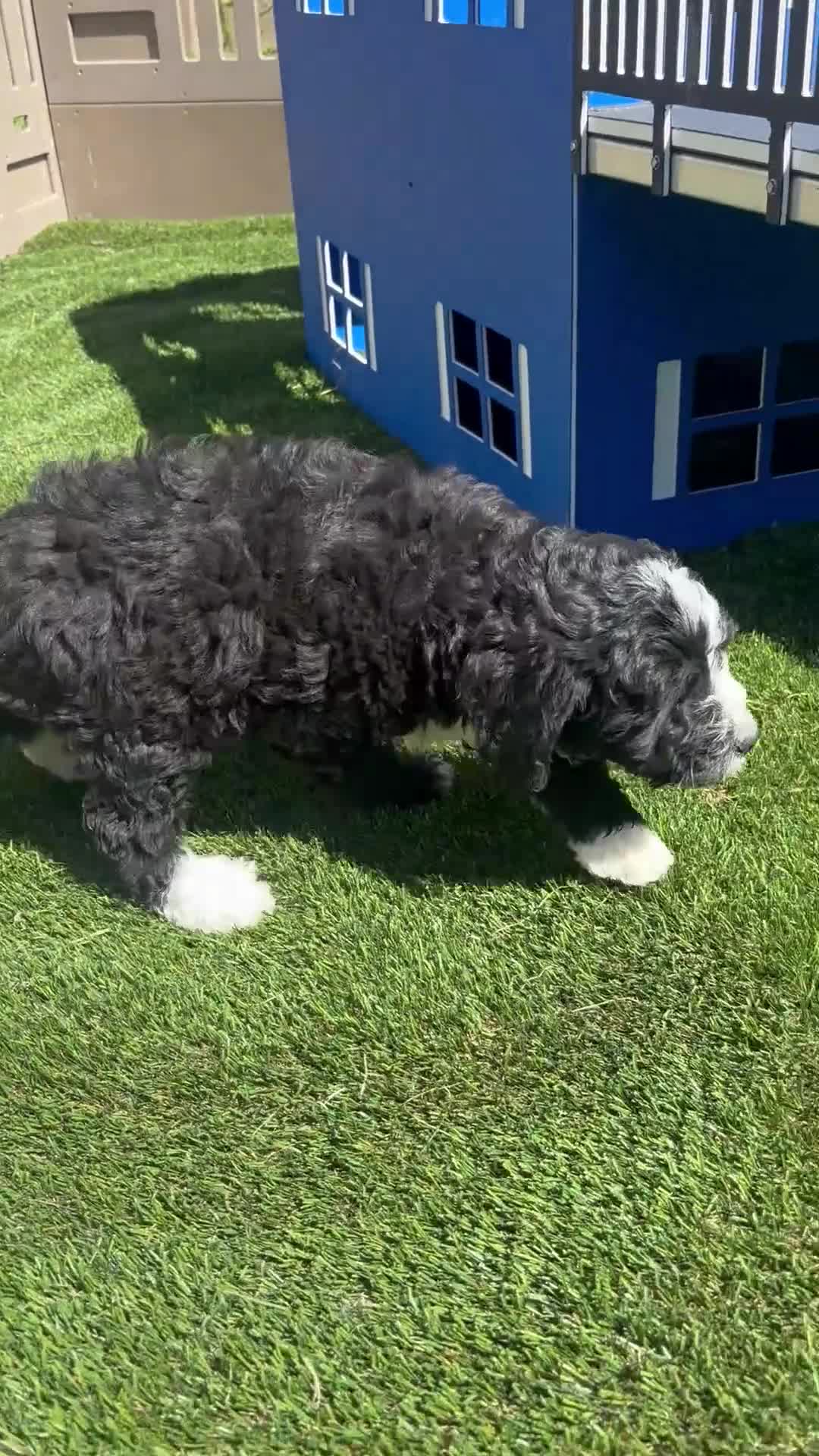 Bernedoodle dogs for sale: Bailey - Video 1