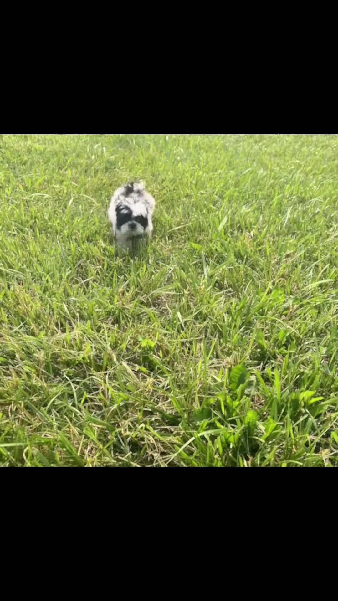Shih Tzu dogs for sale: Lovey - Video 1