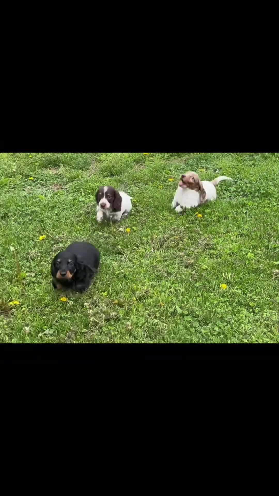 Miniature Dachshund dogs for sale: Chocolate pudding LH  - Video 1
