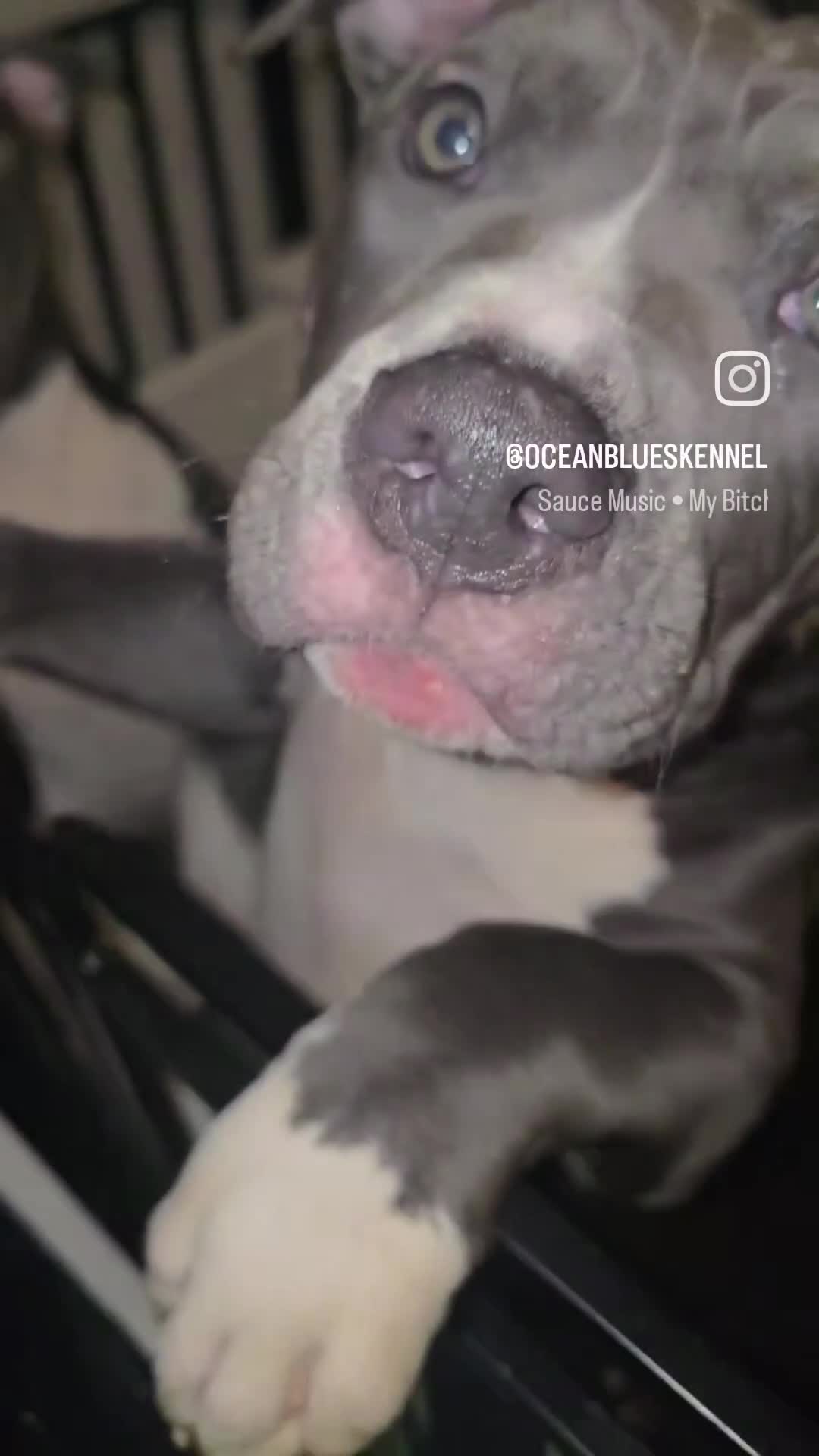 American Bully dogs for sale: Kitana - Video 3