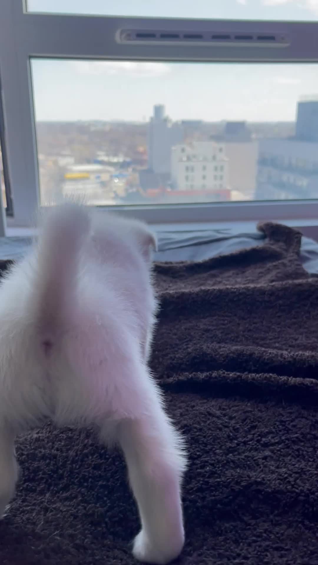 Alaskan Klee Kai dogs for sale: Ghost  - Video 1