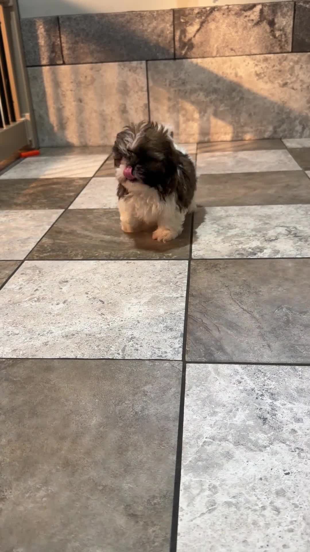 Shih Tzu dogs for sale: Alice - Video 1