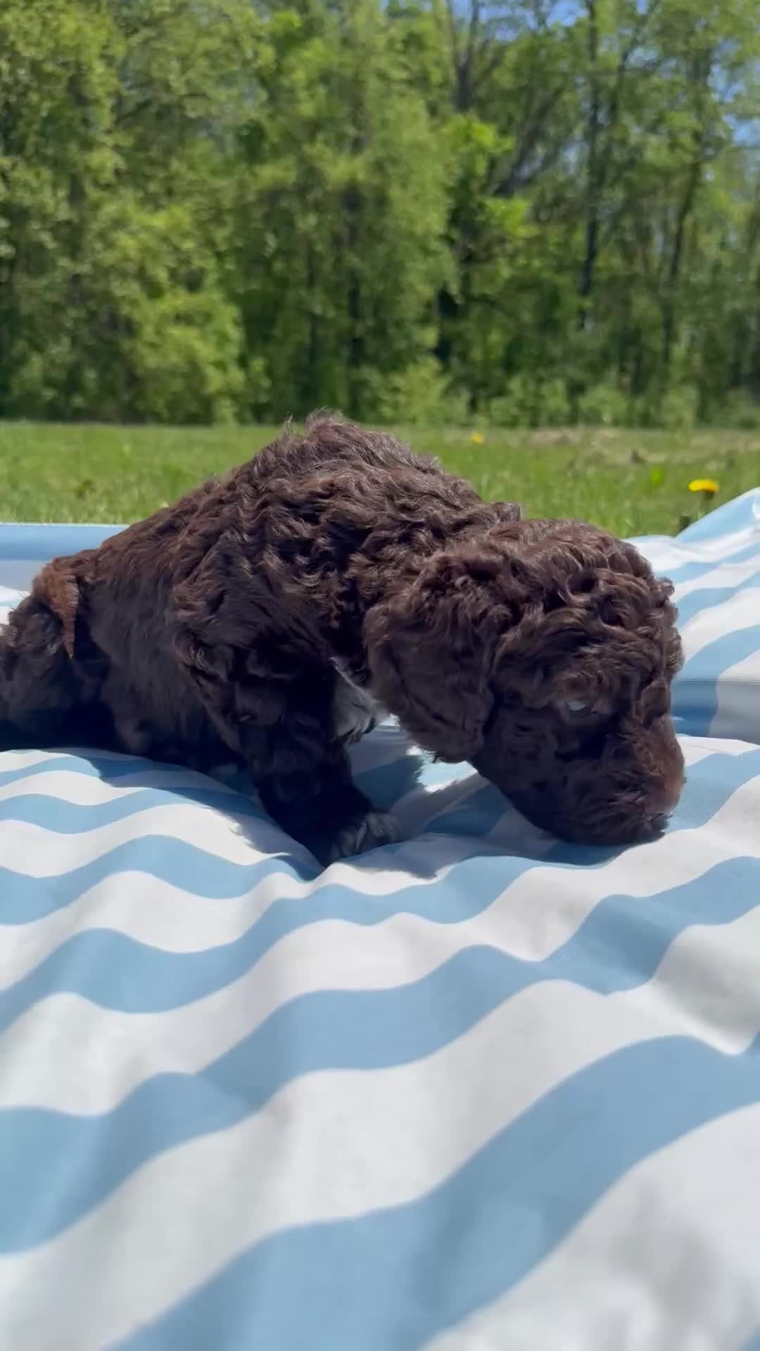 Lagotto Romagnolo dogs for sale: Lagotto Romagnolo Puppy 3 - Video 1