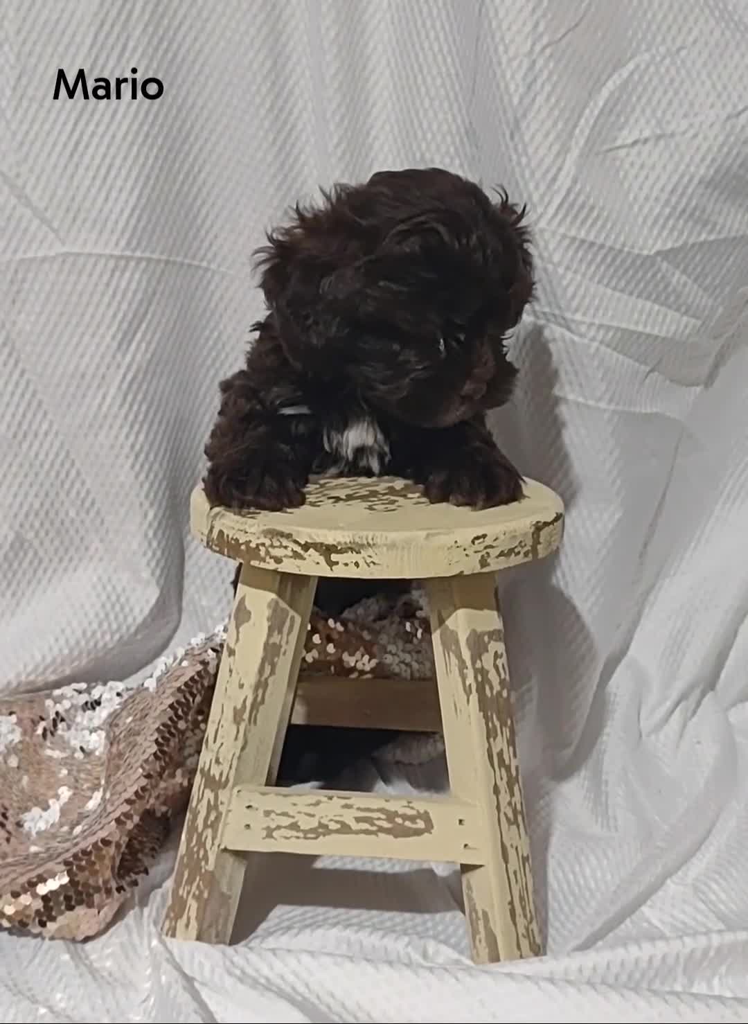 Shihpoo dogs for sale: Shihpoo Puppy 3 Mario - Video 1