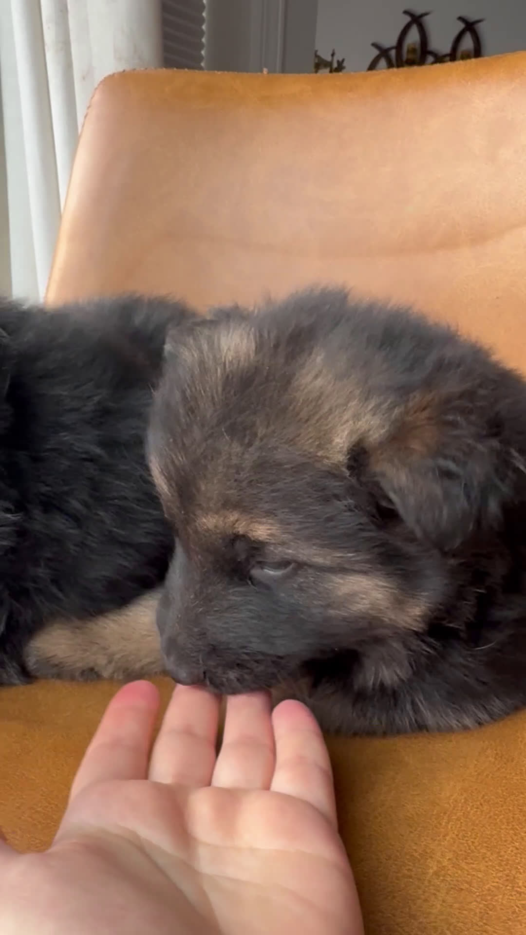 German Shepherd dogs for sale: Zara - Video 1