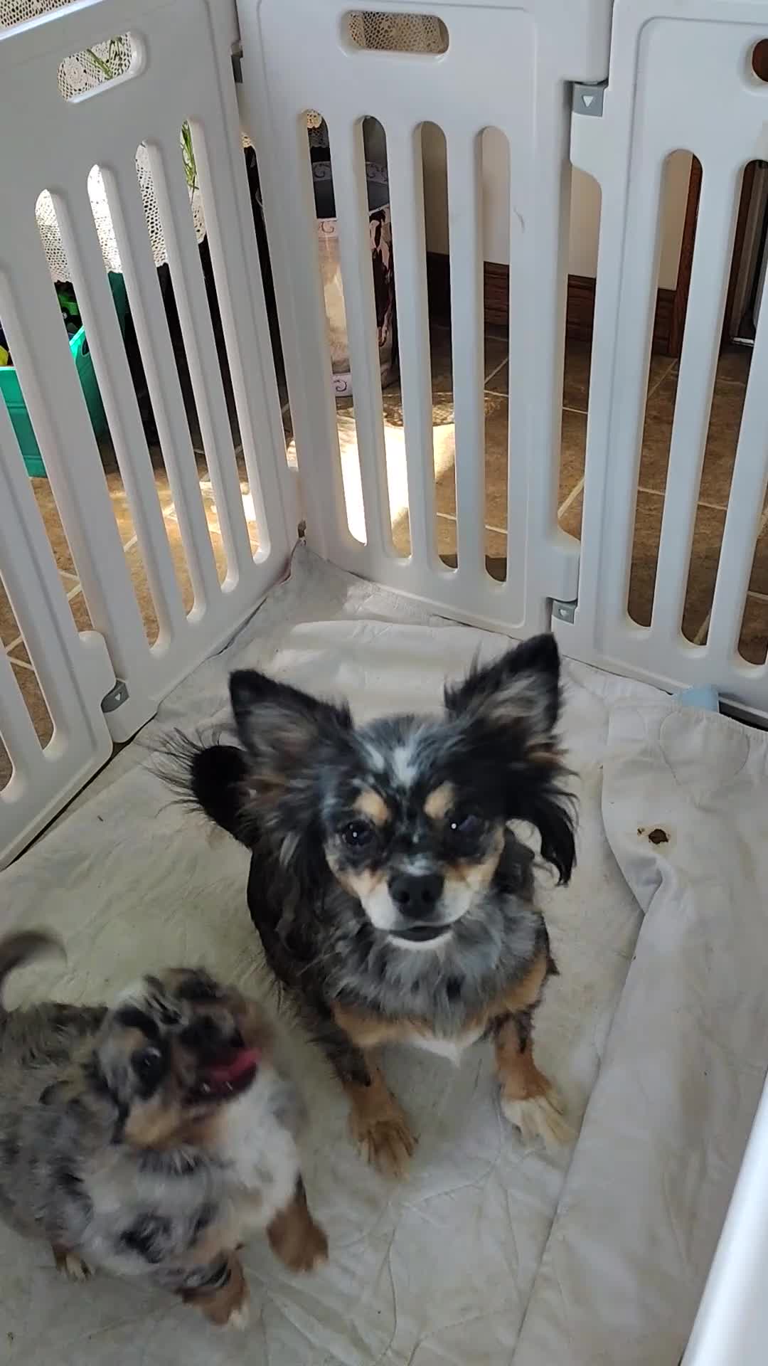 Pomchi dogs for sale: Adult/Bella - Video 1