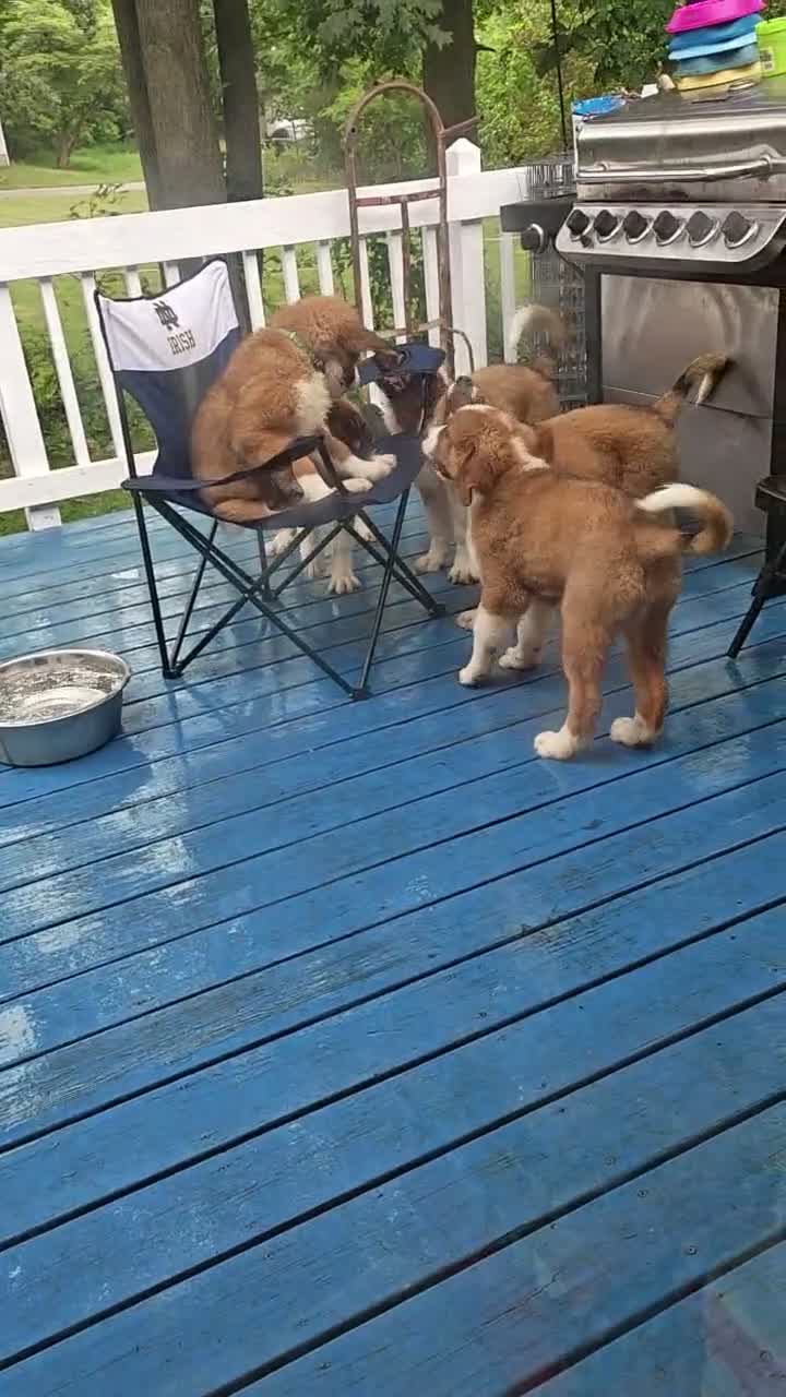 Mixed Breed dogs for sale: Moose - Video 5