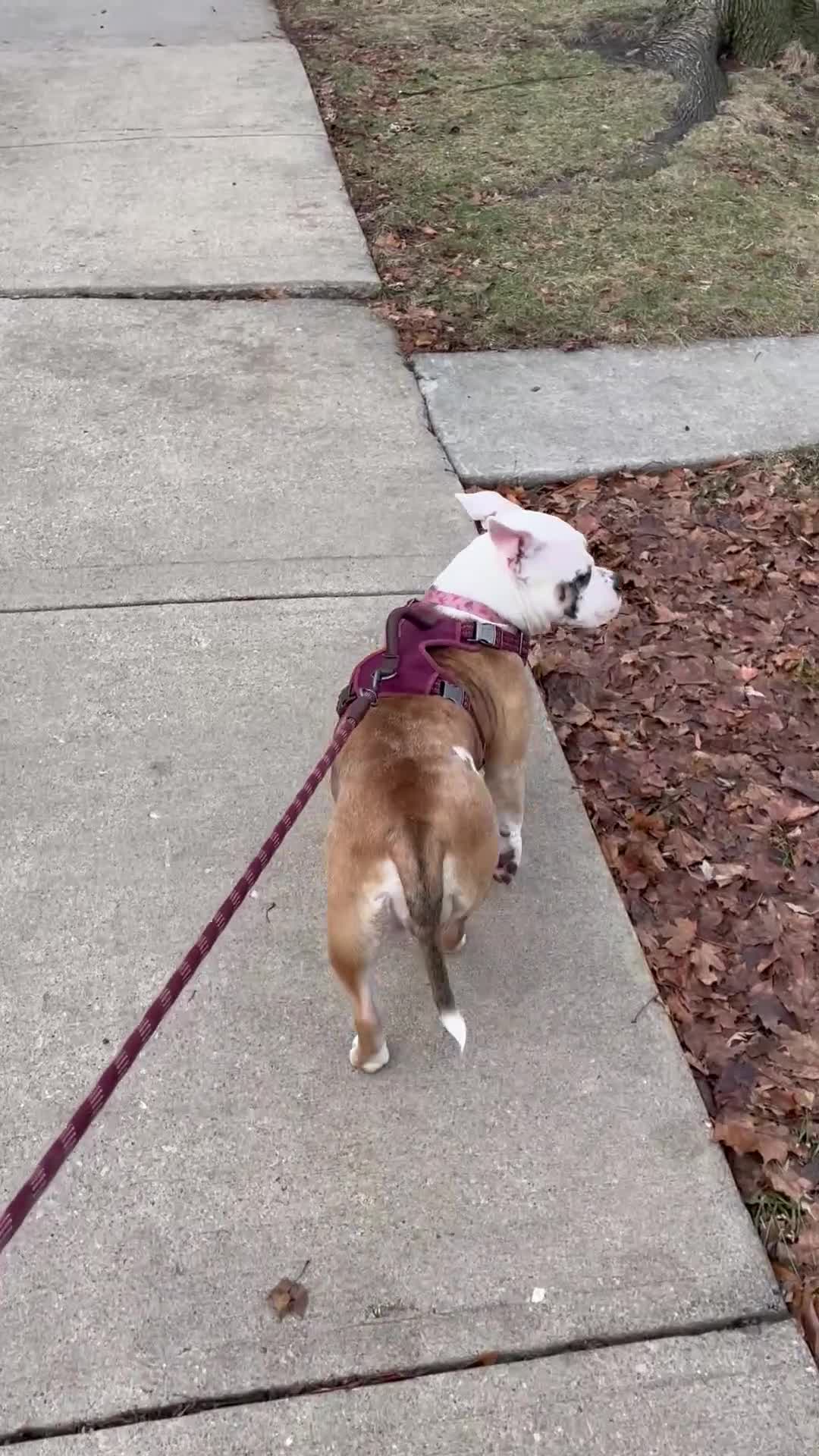 American Bully dogs for sale: American Bully Puppy 1 - Video 1