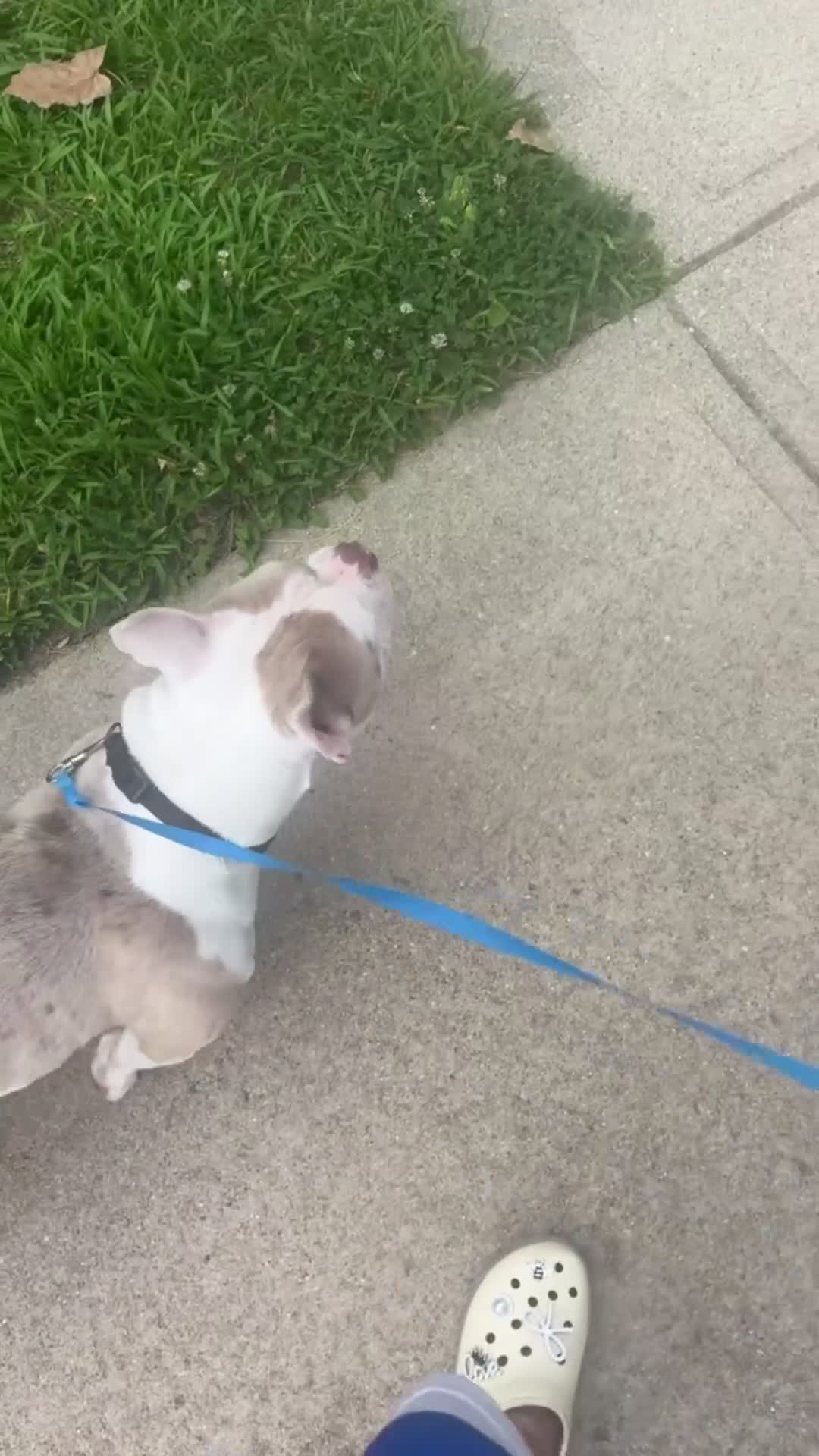 American Bully dogs for sale: American Bully 1 - Video 1