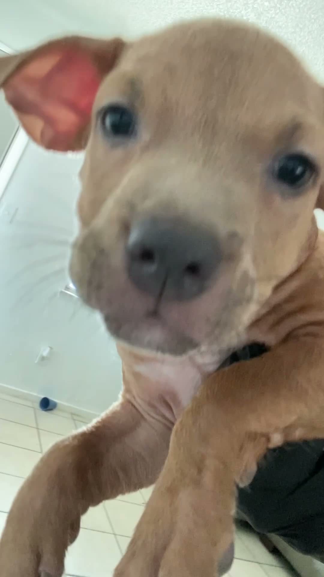 American Bully dogs for sale: American Bully 5 - Video 1