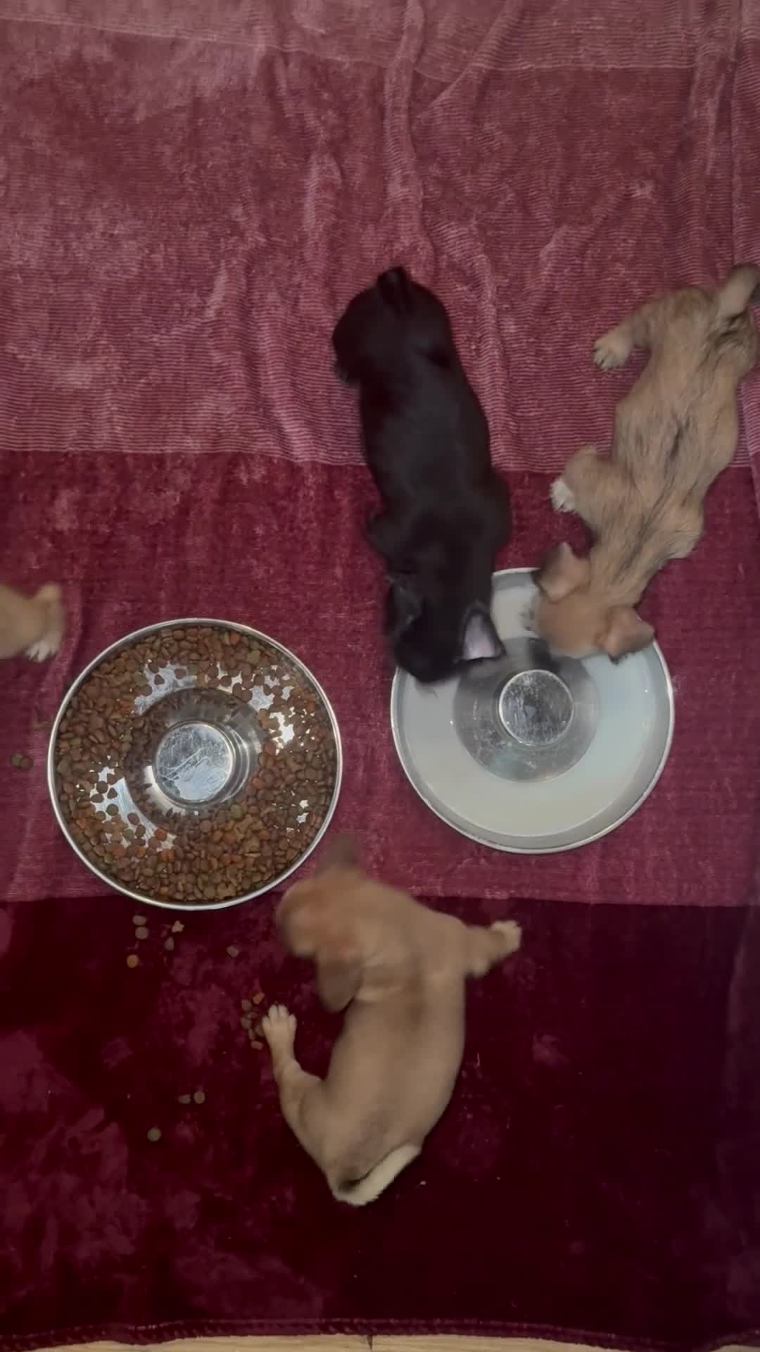 Mixed Breed dogs for sale: Mixed Breed 1 - Video 2