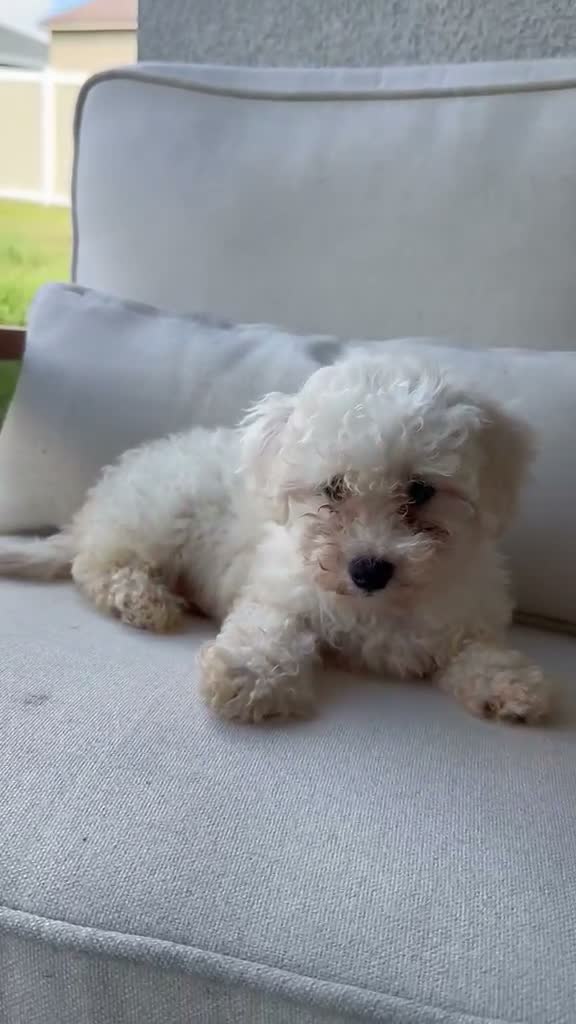 Bichon Frise dogs for sale: Bichon Frise - Video 1