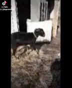 Border Collie dogs for sale: Dreami (Call-Text) - Video 2